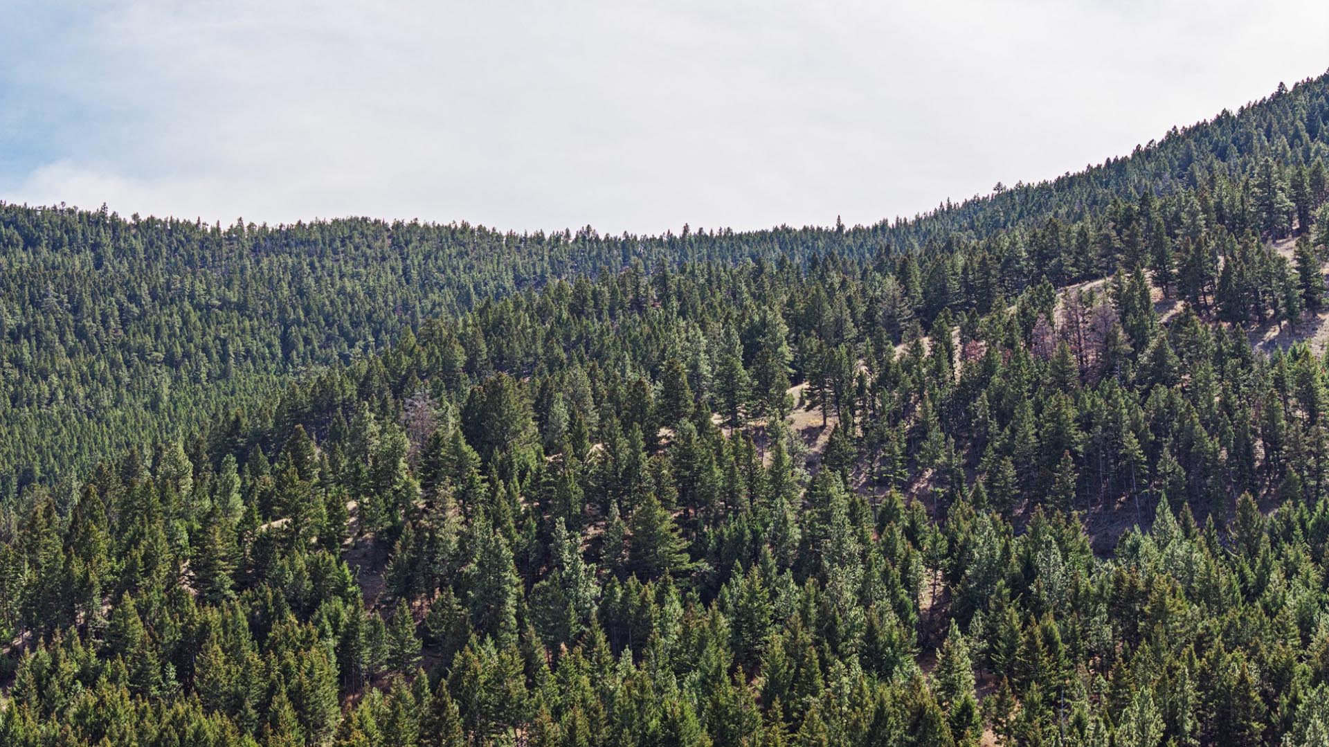 Minutes From Downtown Helena Private Land Elk Ridge Wilderness Retreat