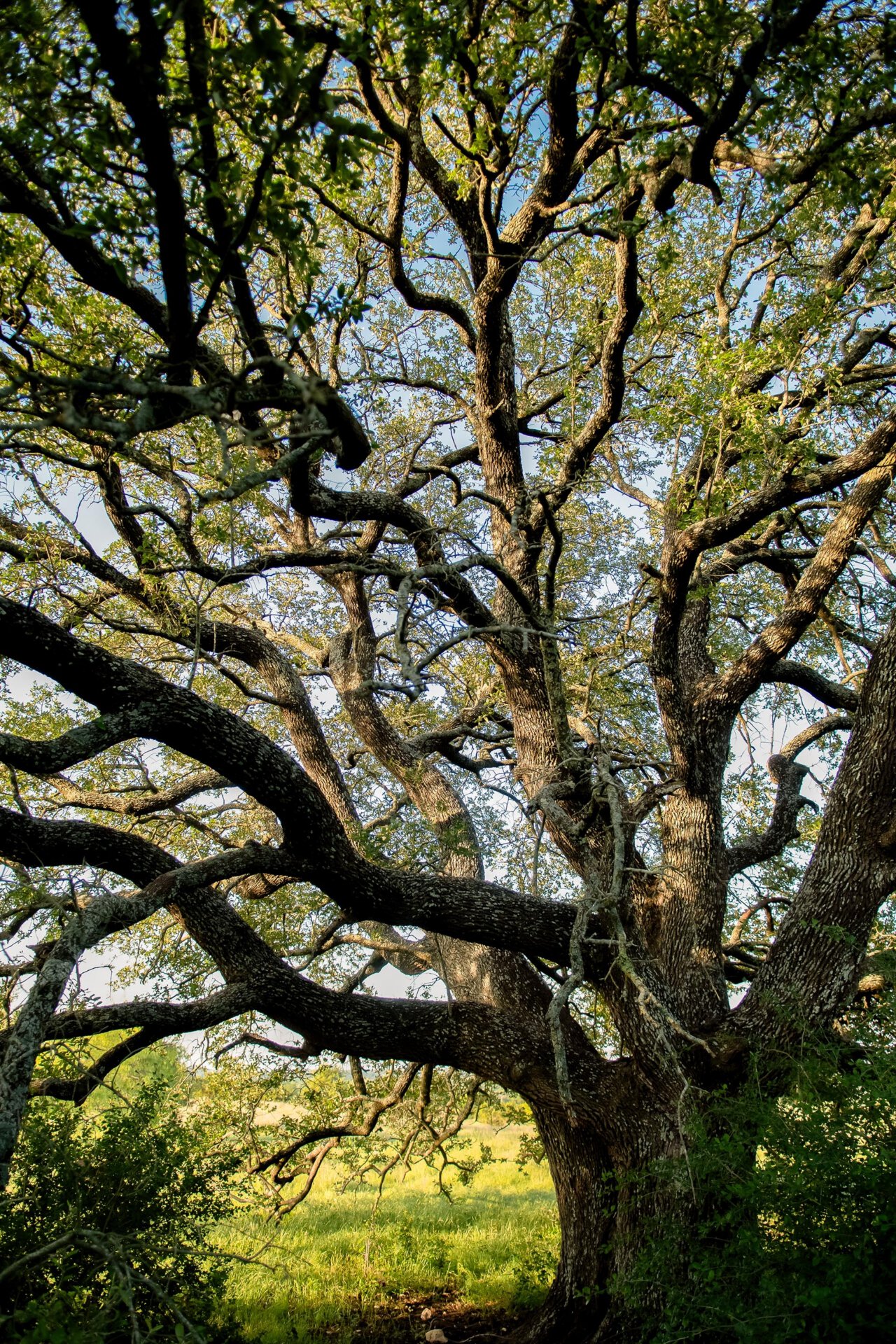 Open pasture ranch in the Texas Blackland Prairie Cotton Willow Ranch