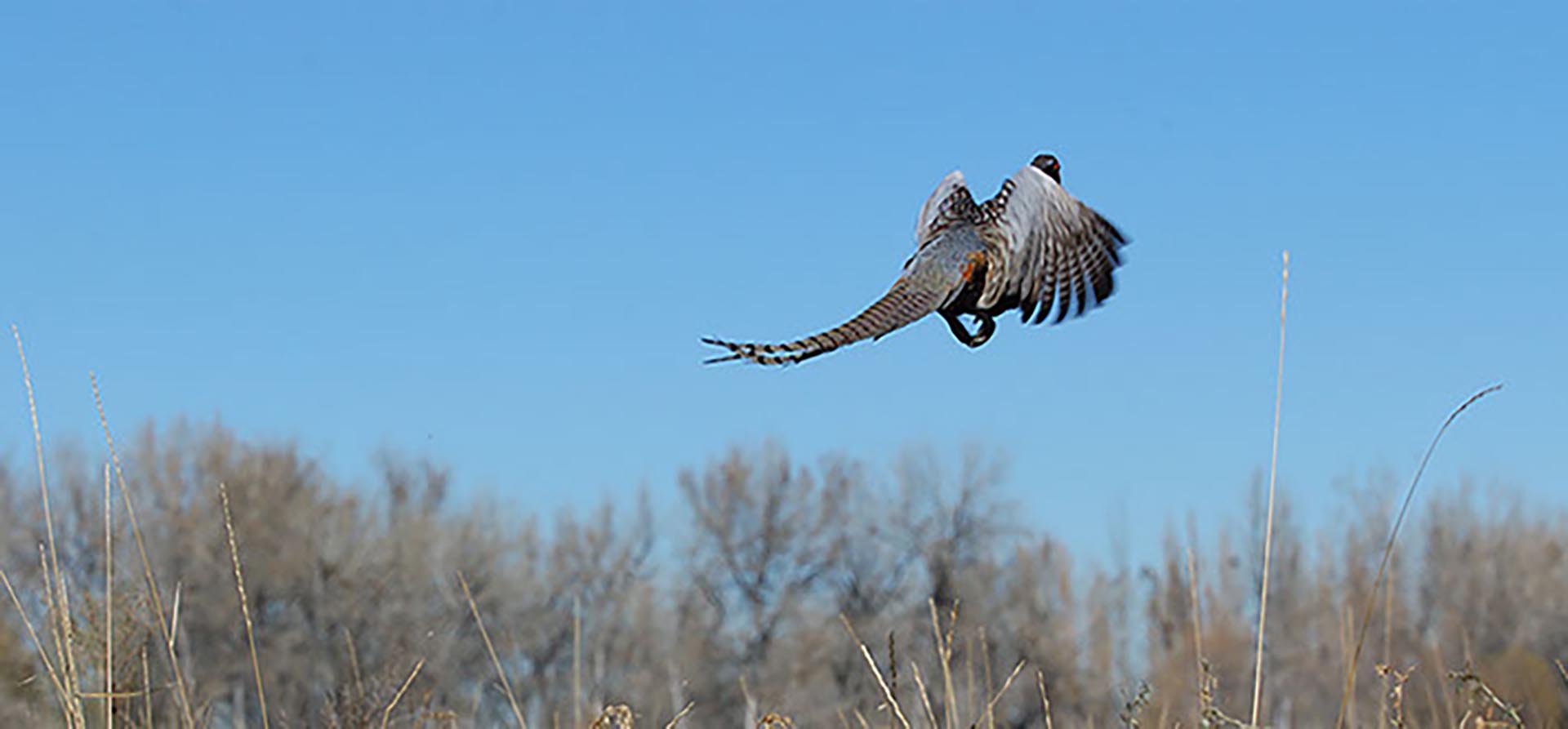 Pheasant Hunting Colorado Stillroven Farm Pheasant & Kennel Club