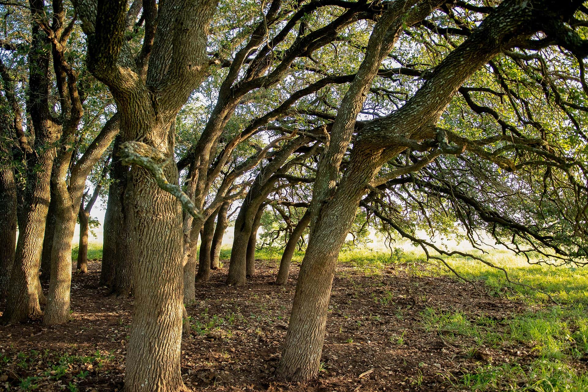 Prime ranch acreage in the Blackland Prairie Texas Cotton Willow Ranch