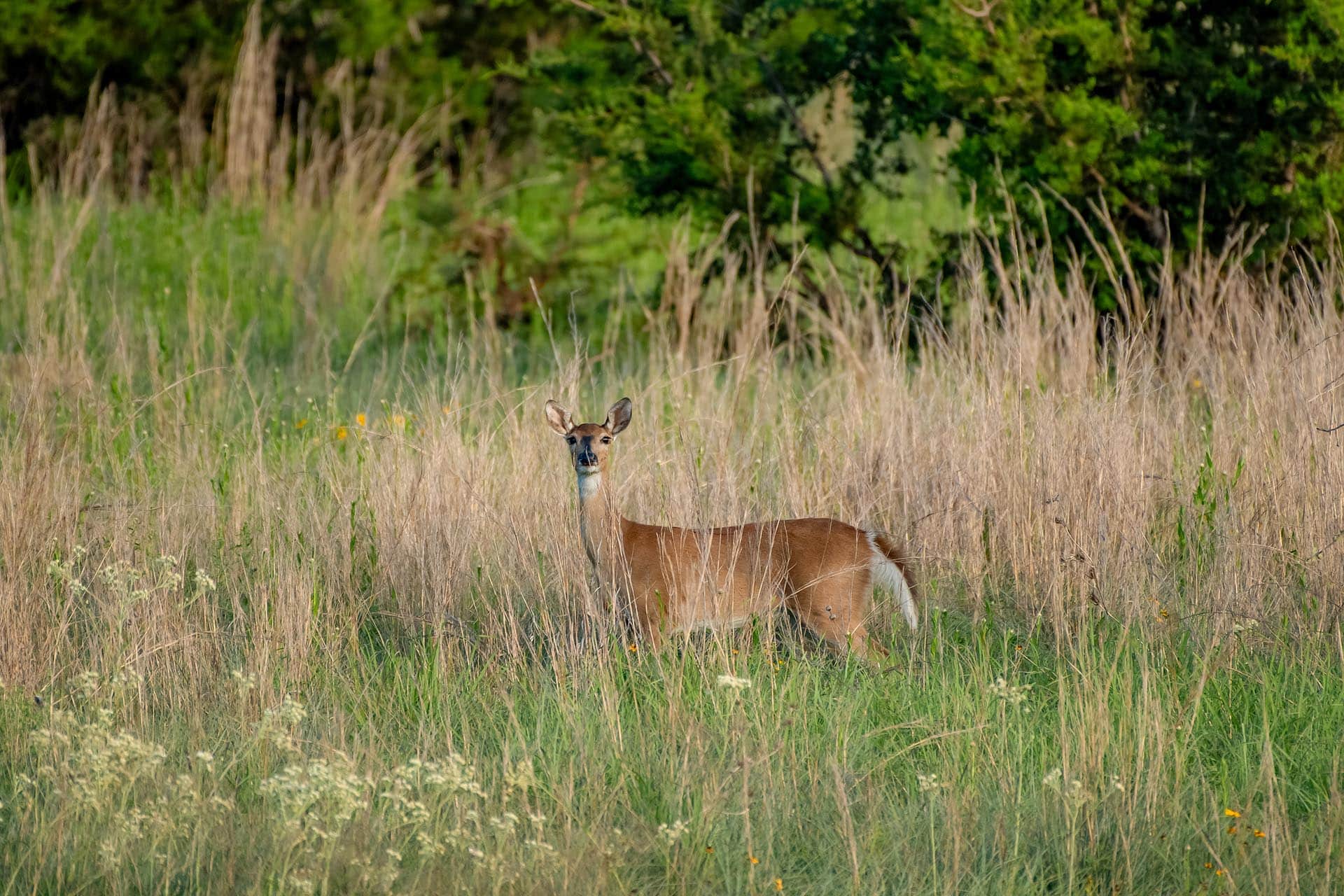 Private Texas ranch for sale Cotton Willow Ranch