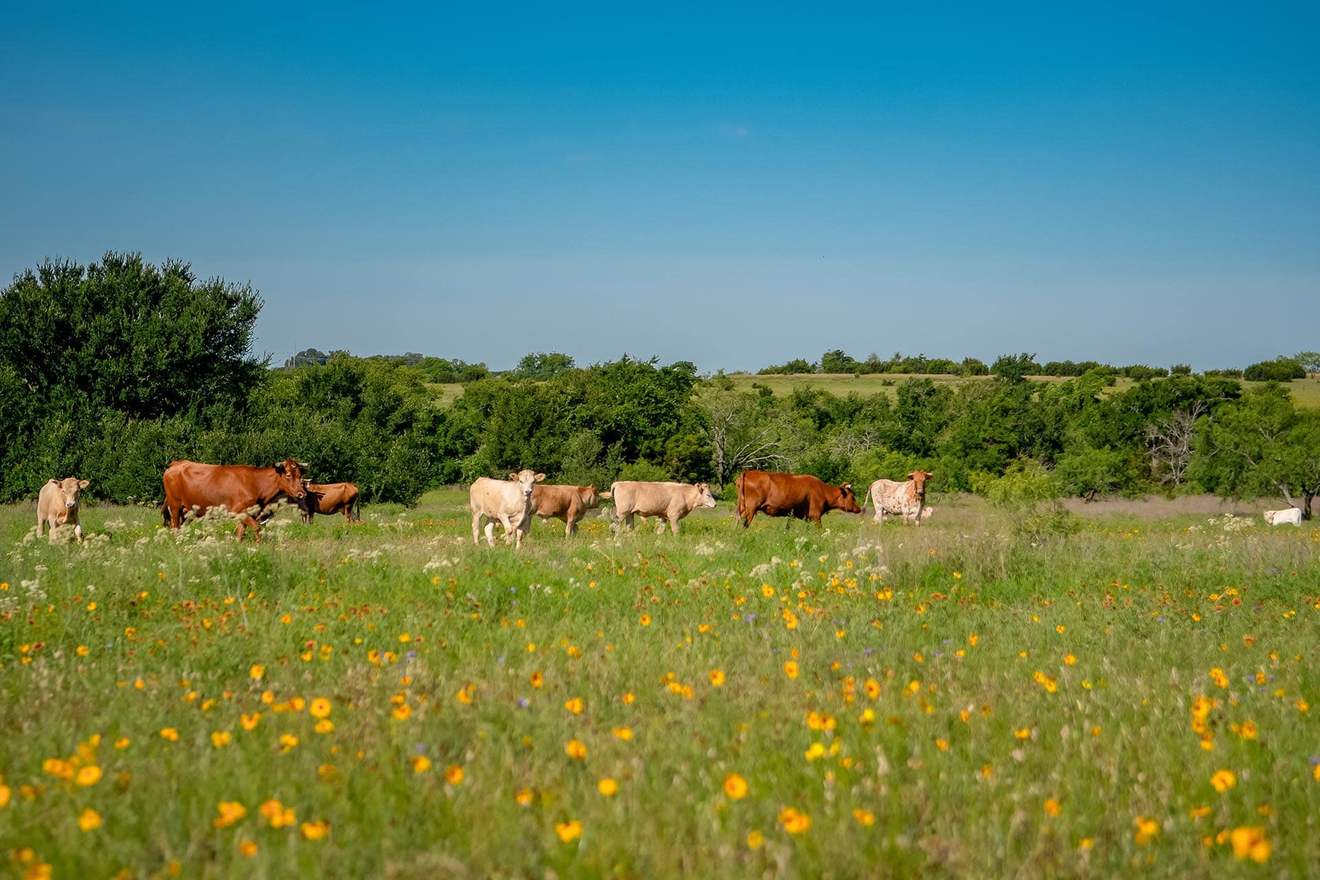 Ranch land with open pasture in Texas Cotton Willow Ranch