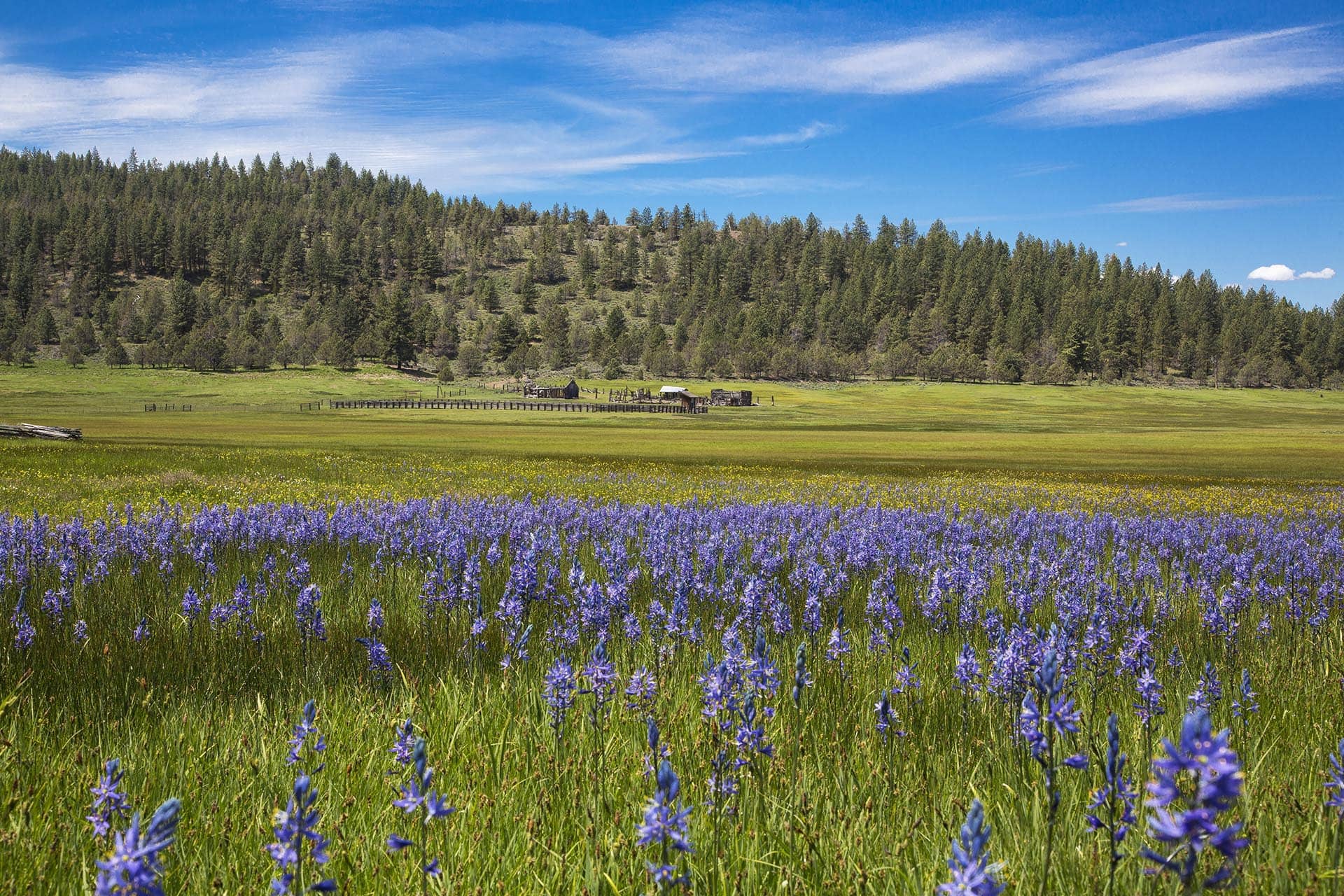 Raw blue flowers old corral oregon aspen ridge ranch