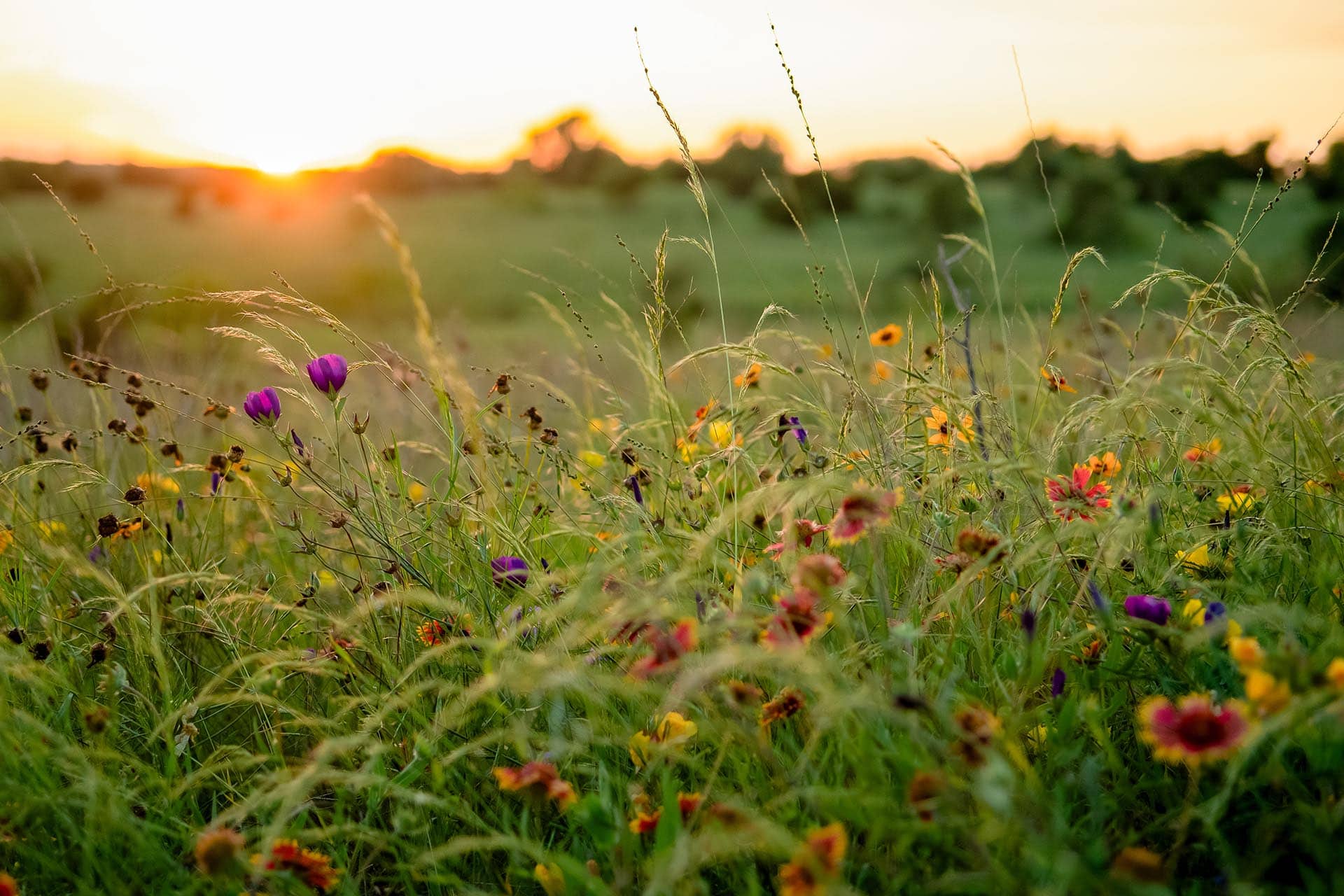 Recreational ranch for sale in Texas Cotton Willow Ranch