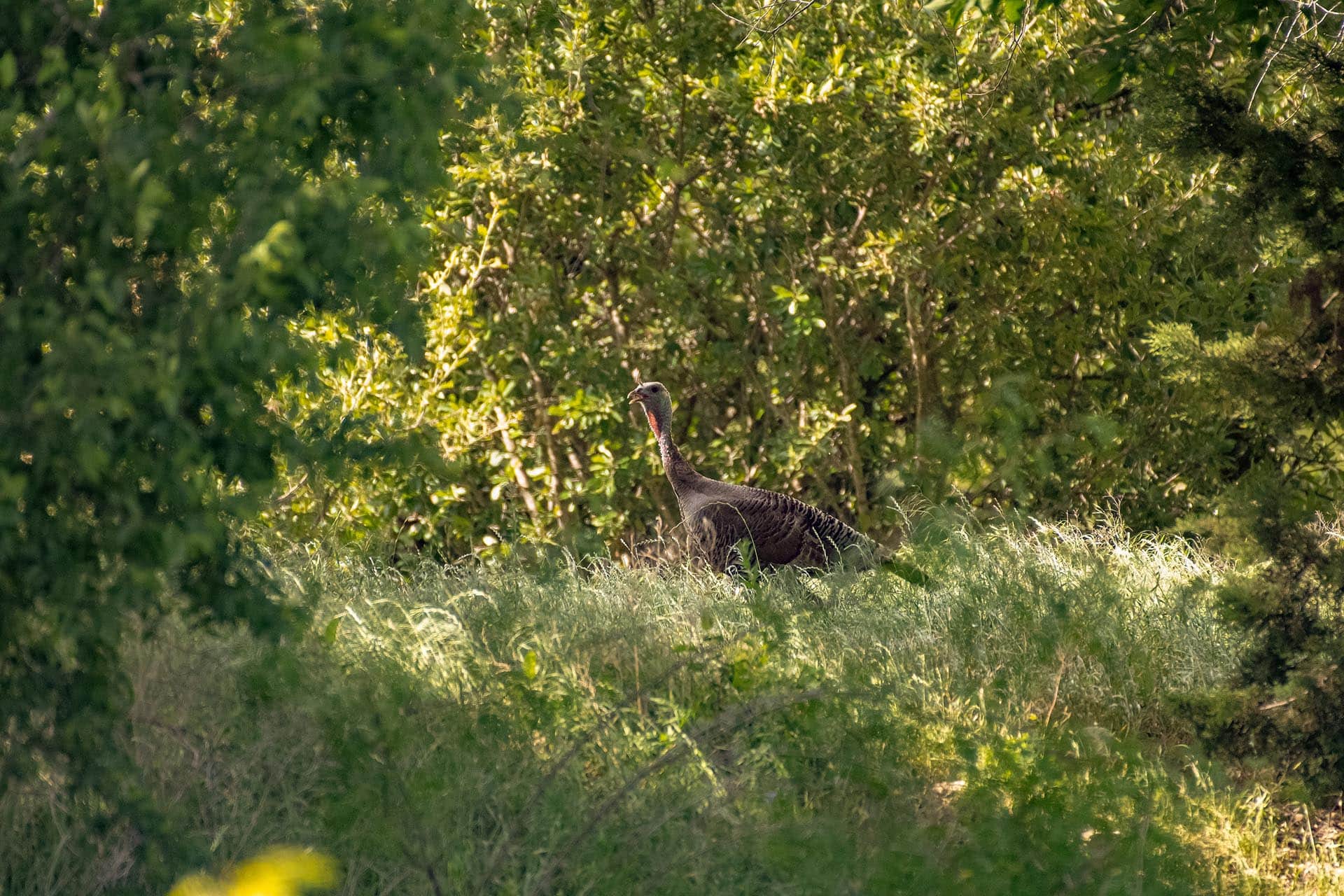 Rural land for sale in Texas Blackland Prairie Cotton Willow Ranch