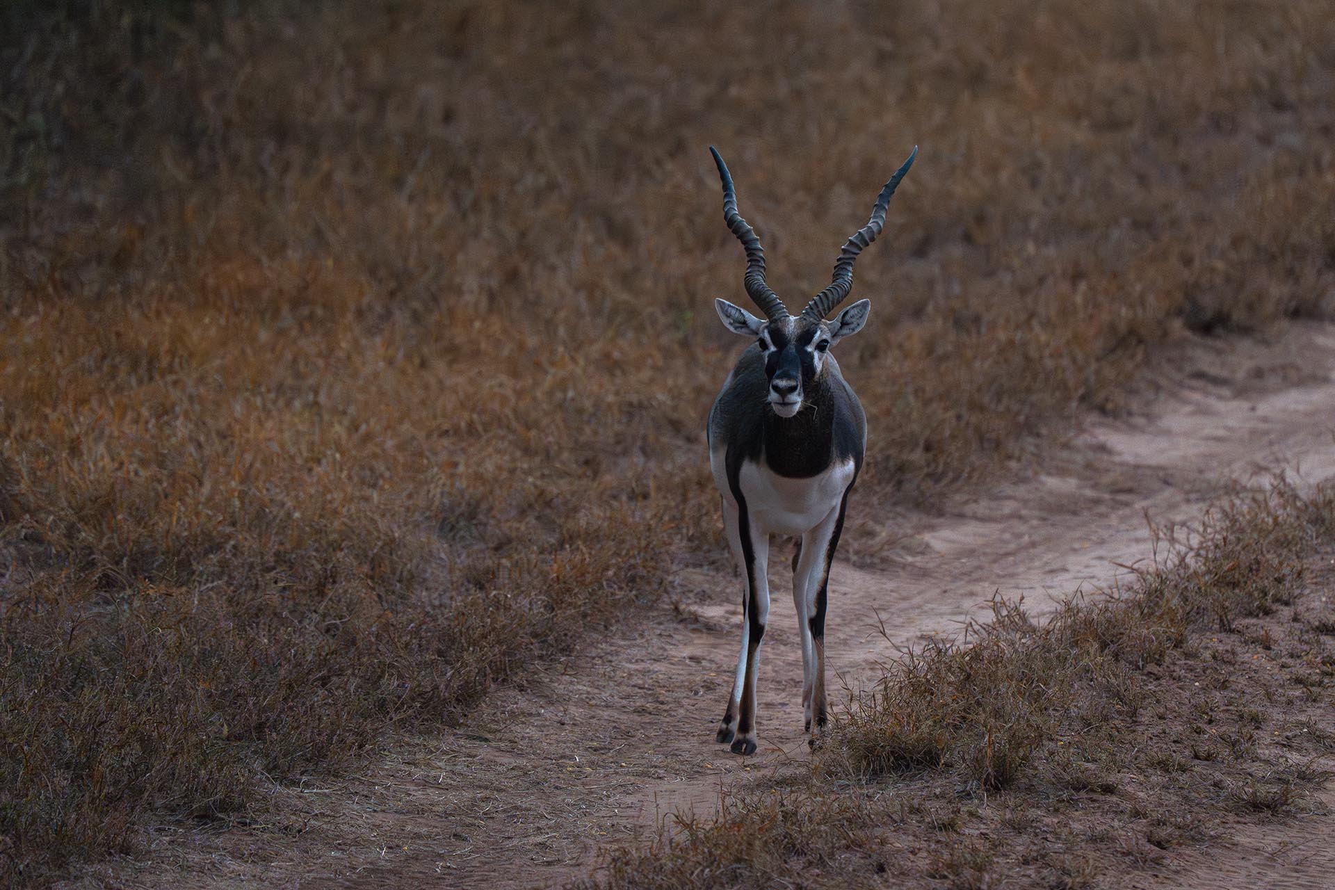South Texas hunting property with roads Texas El Monte Gringo Ranch