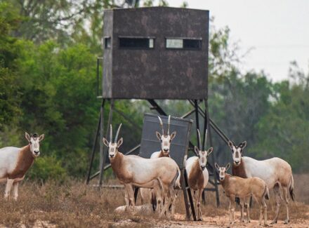 South Texas ranch for sale El Monte Gringo Ranch