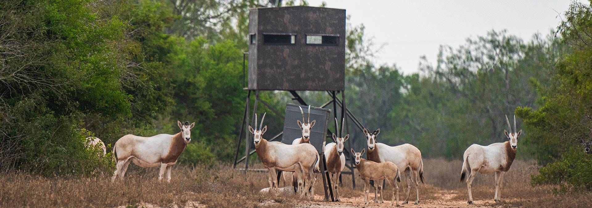 South Texas ranch for sale El Monte Gringo Ranch