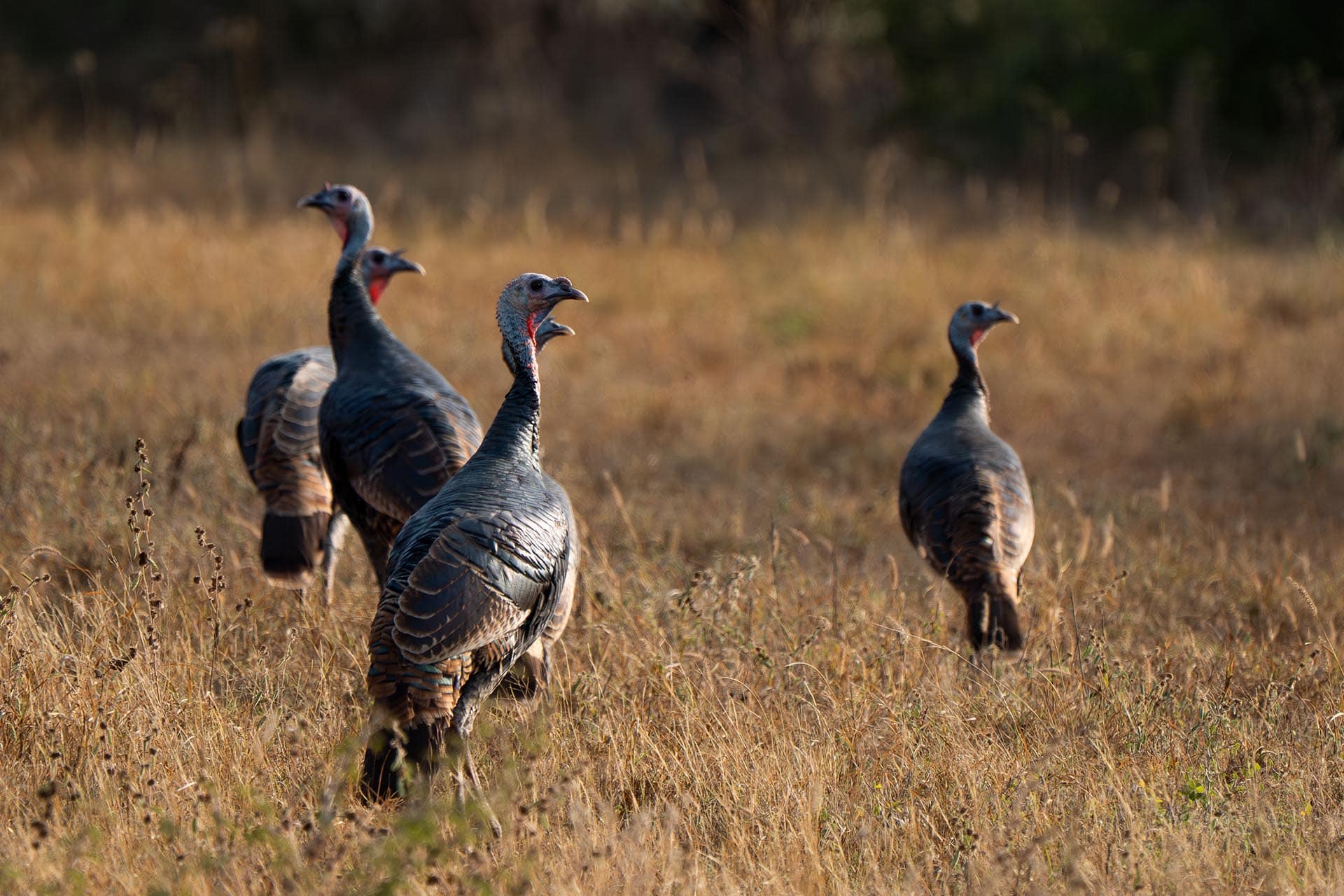 South Texas ranch with open senderos Texas El Monte Gringo Ranch