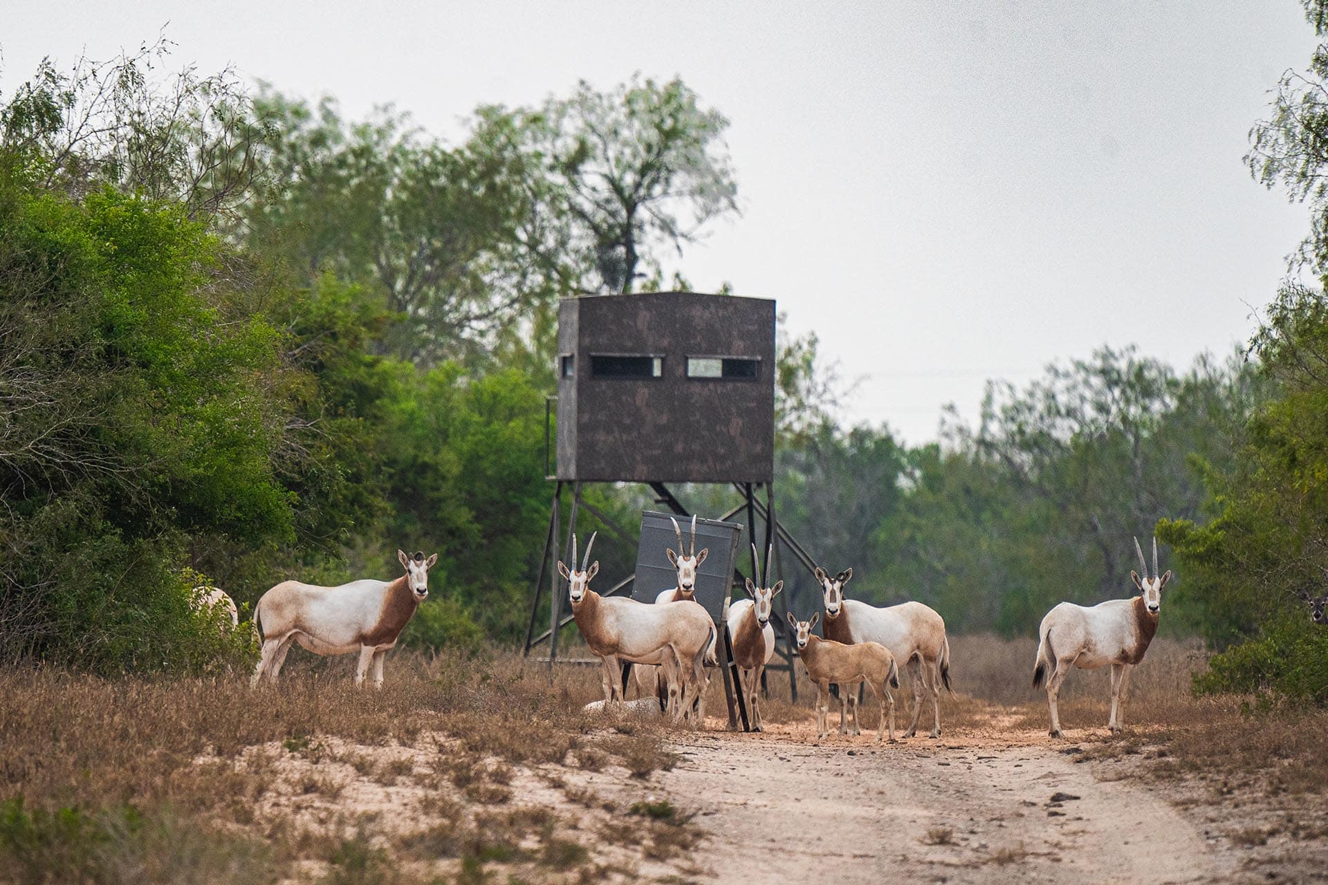 South Texas ranch with water wells Texas El Monte Gringo Ranch