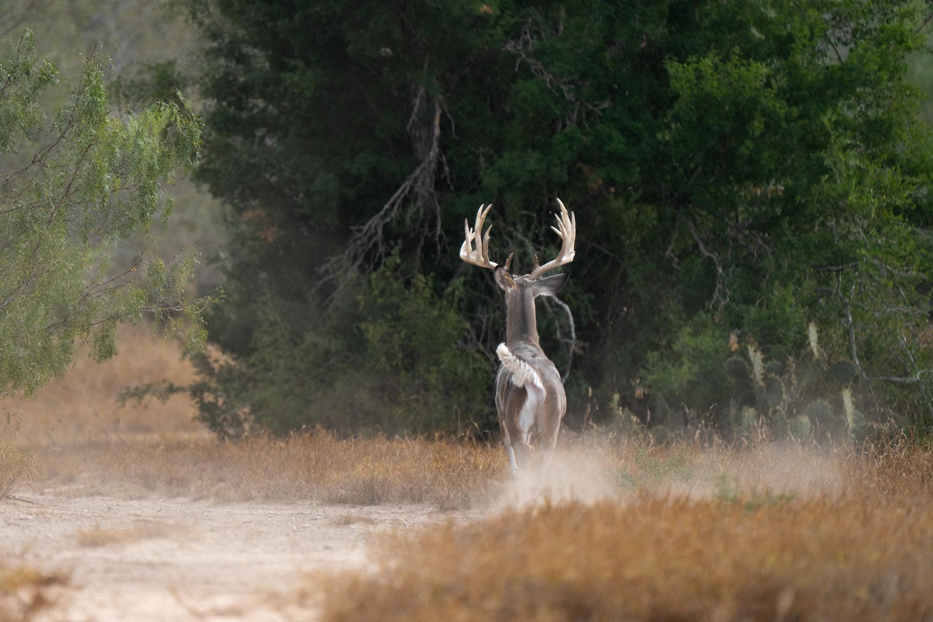 South Texas whitetail deer ranch Texas El Monte Gringo Ranch