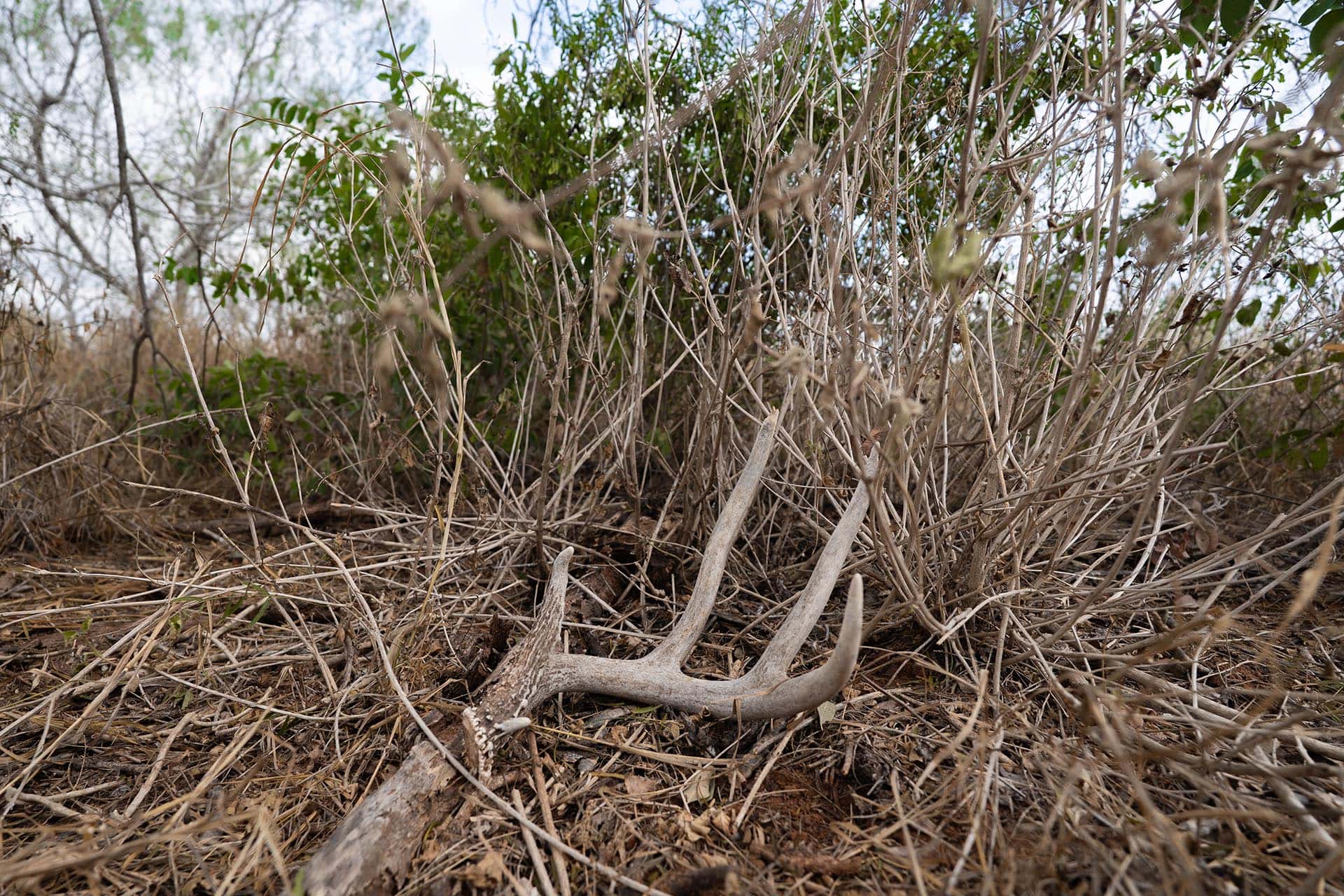 Texas brush country land for sale El Monte Gringo Ranch