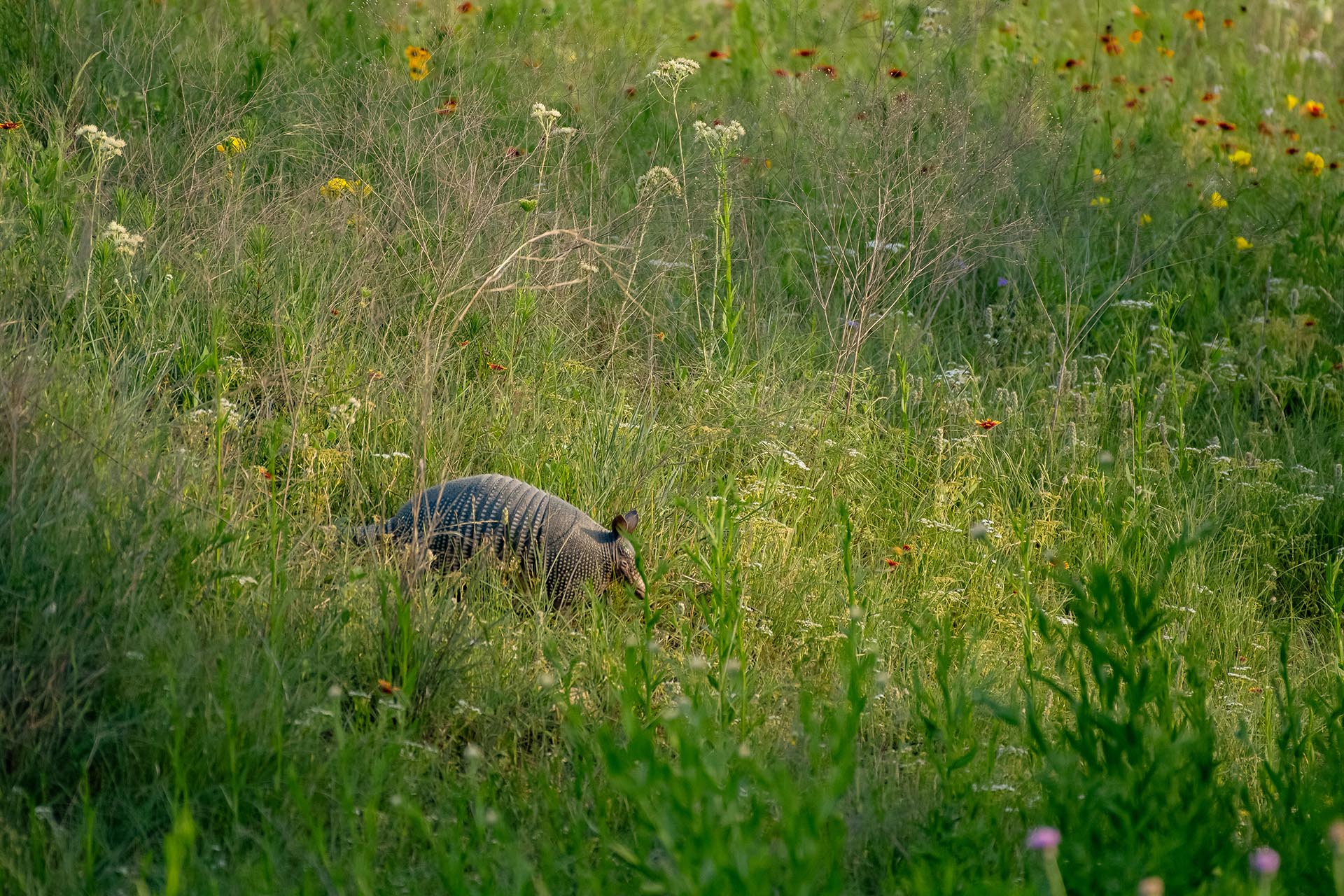 Texas land for outdoor recreation and enjoyment Cotton Willow Ranch