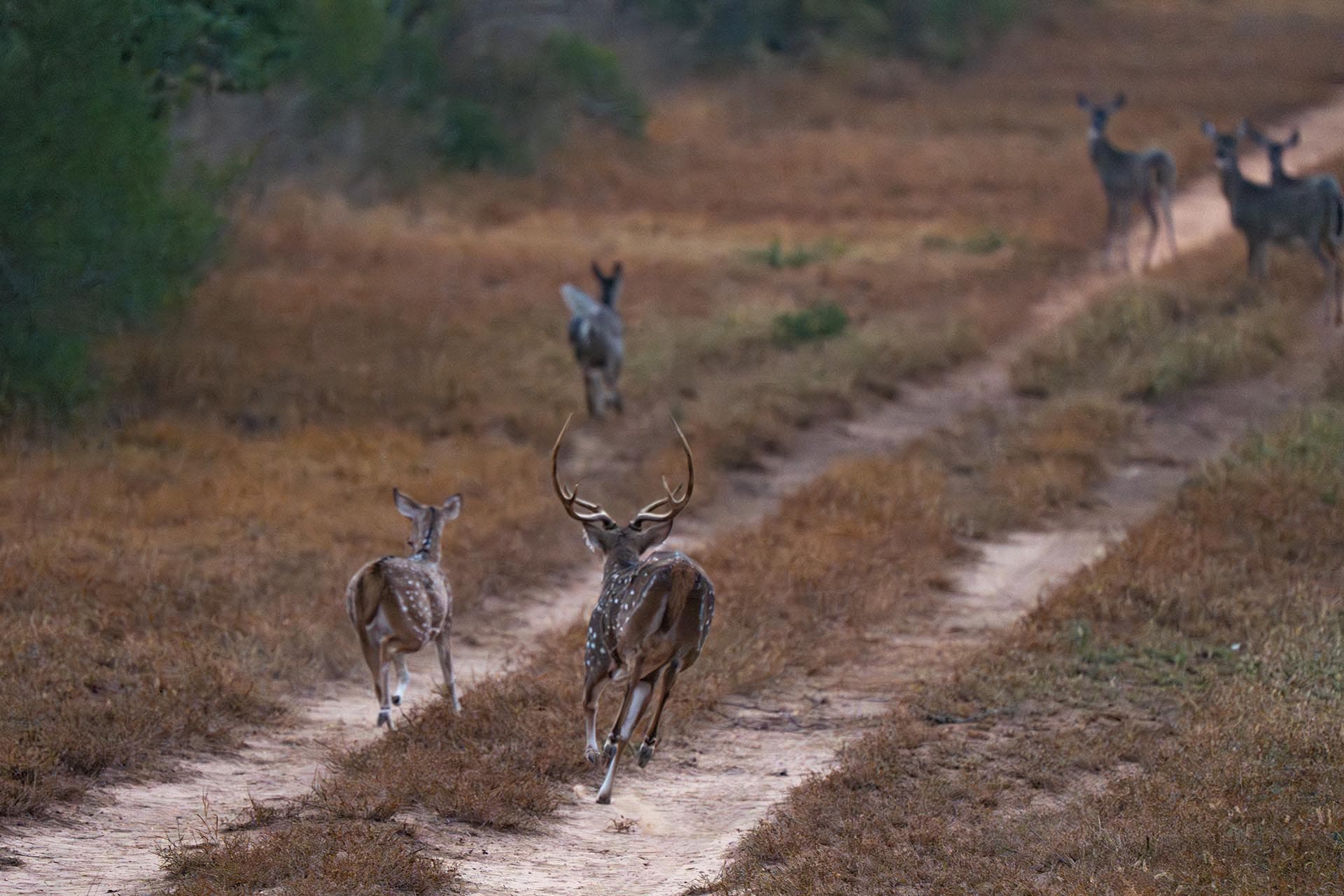Texas ranch designed for wildlife management El Monte Gringo Ranch