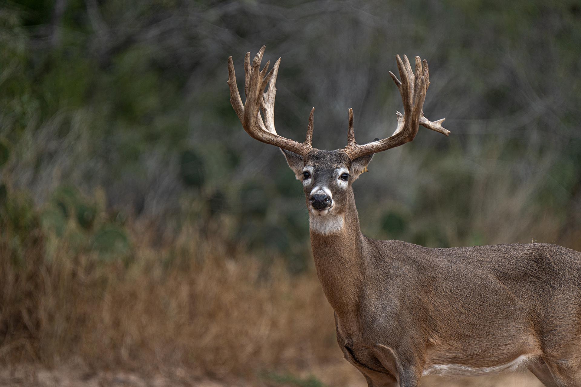 Texas ranch for recreation and hunting El Monte Gringo Ranch