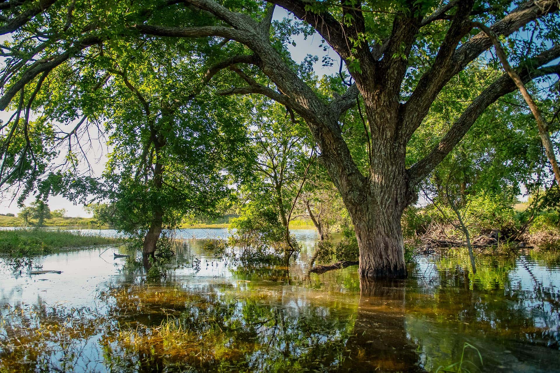 Texas ranch investment property with open pasture Cotton Willow Ranch