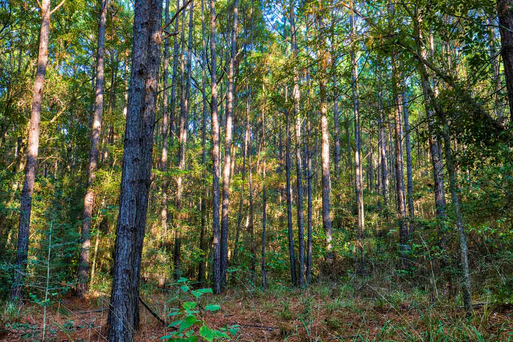 Texas ranch investment with long-term land value Whitehall Ranch