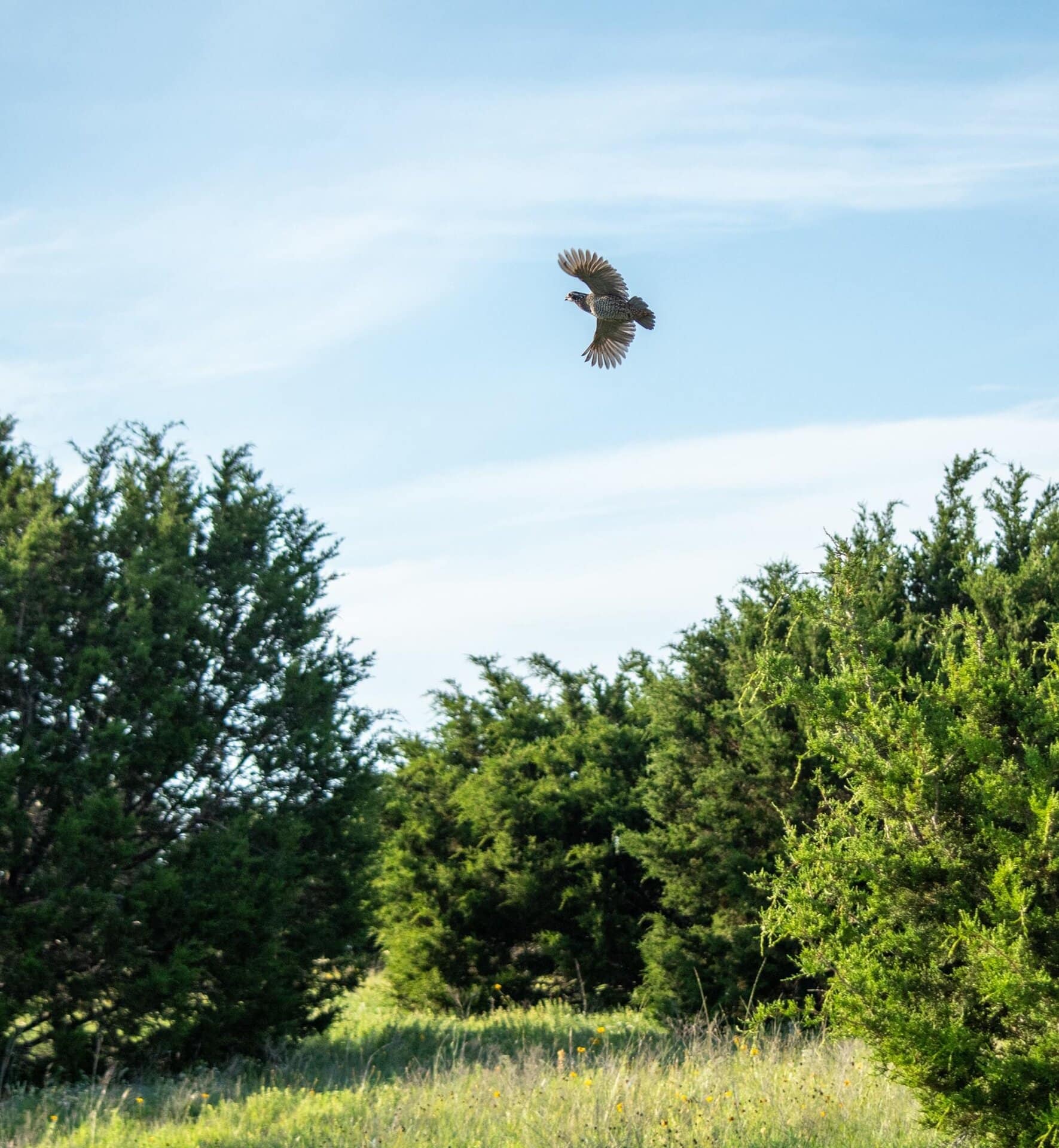 Texas ranch with native wildlife habitat Cotton Willow Ranch