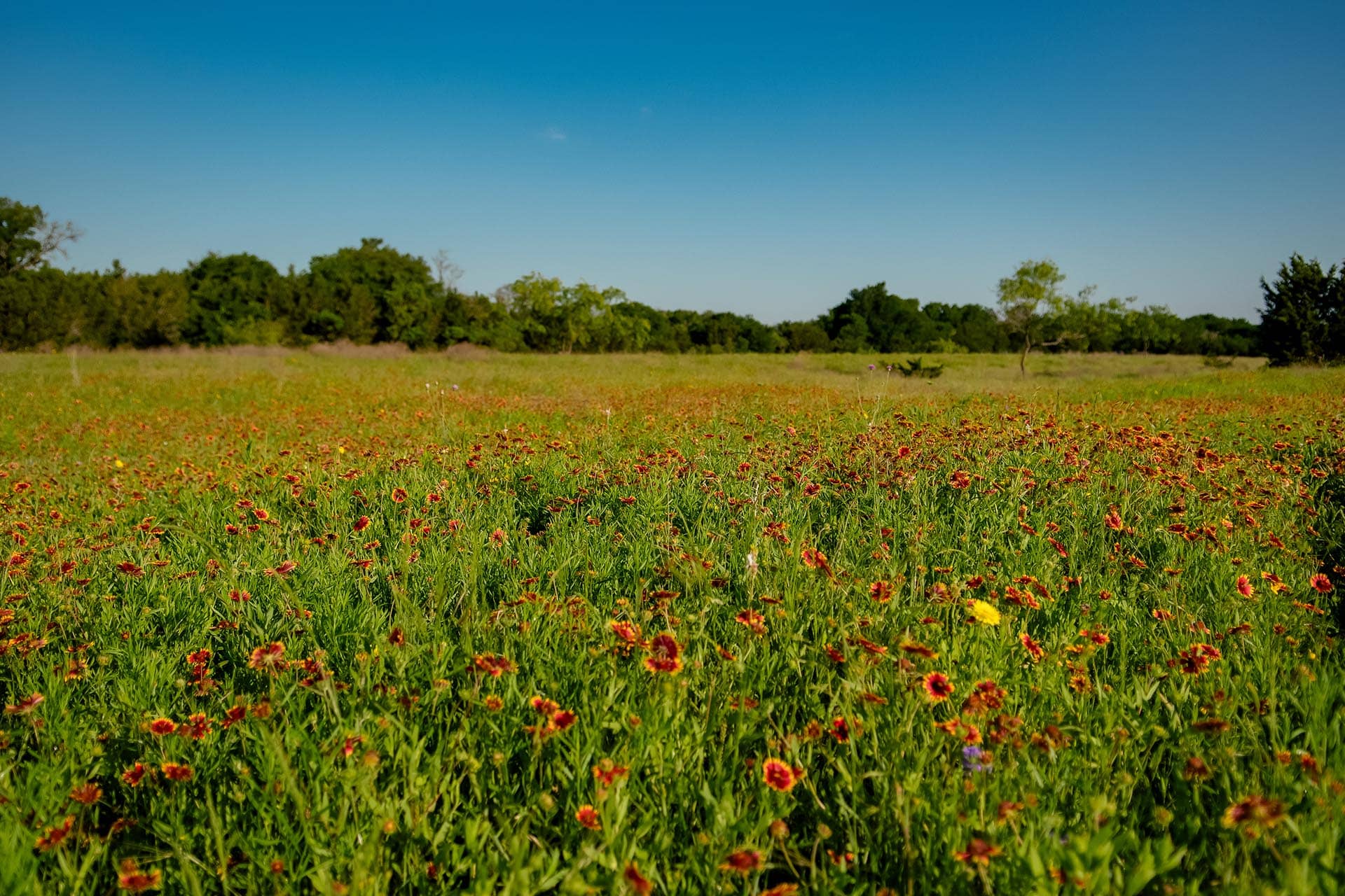 Texas recreational land for sale Cotton Willow Ranch