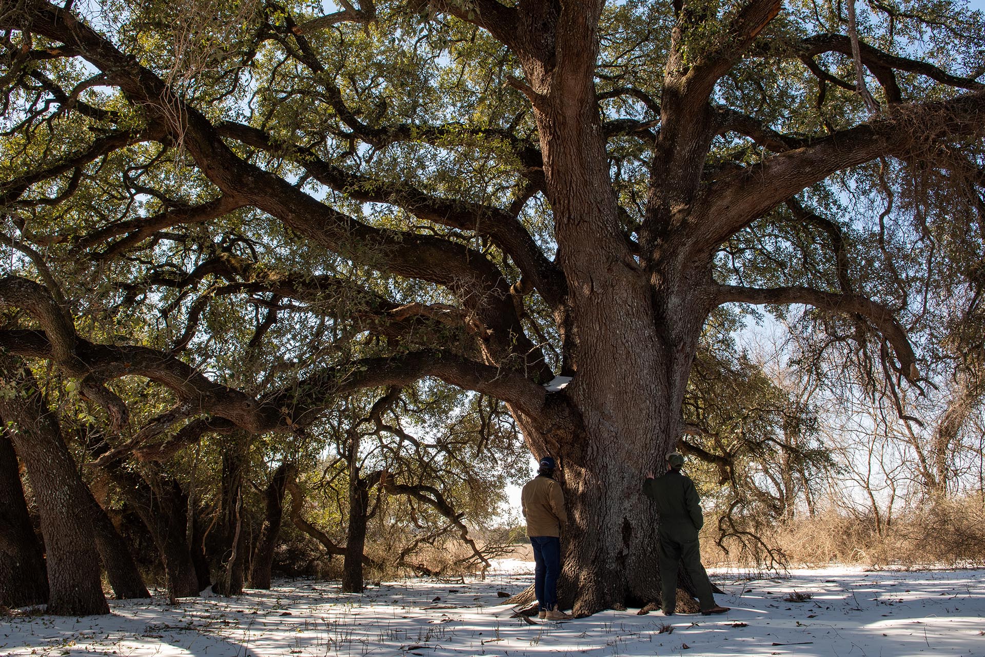 Wildlife and recreational ranch Texas Cotton Willow Ranch