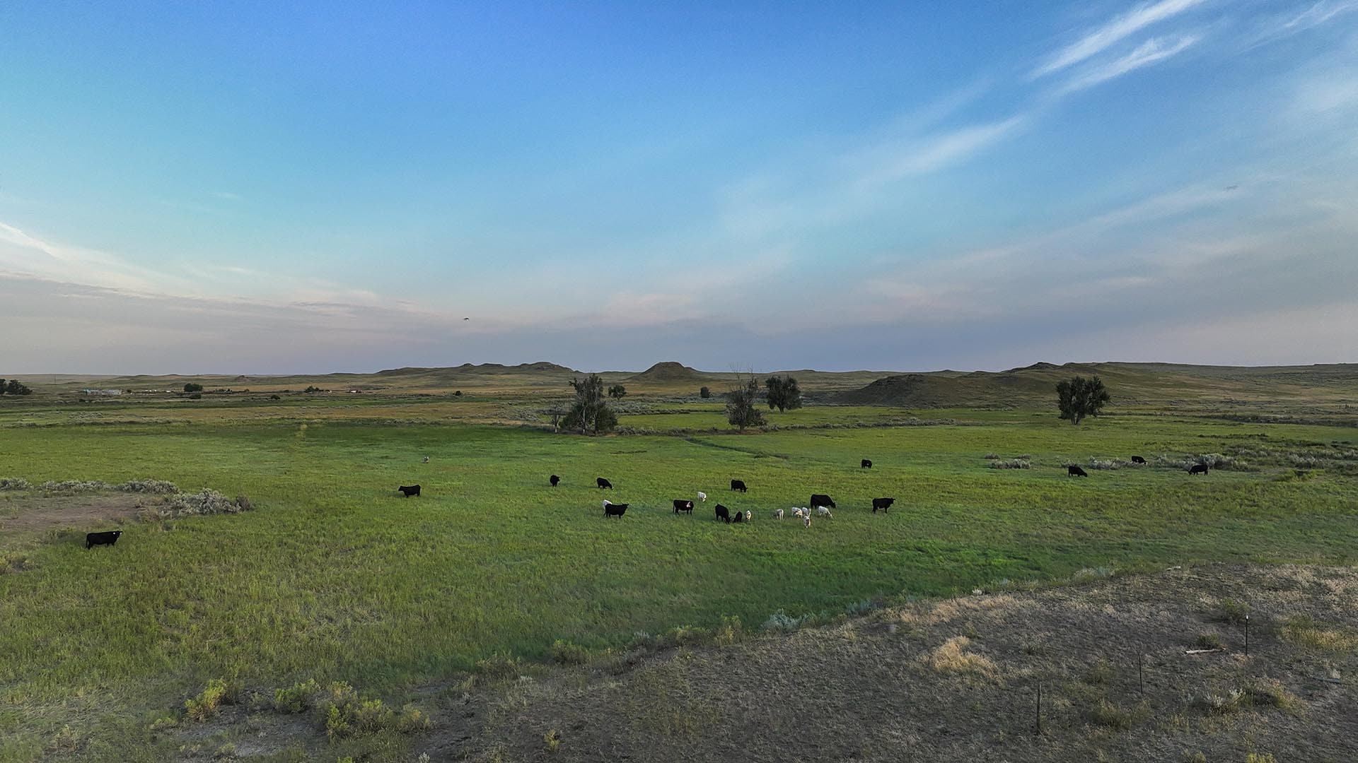 angus cattle montana over the cliff ranch on little porcupine creek