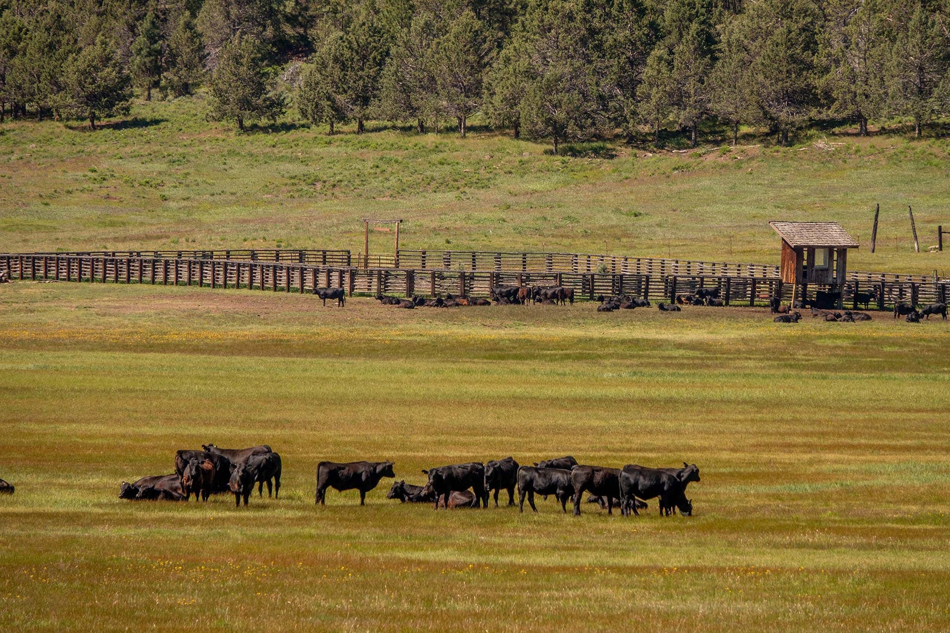 arena cattle oregon aspen ridge ranch.jpg