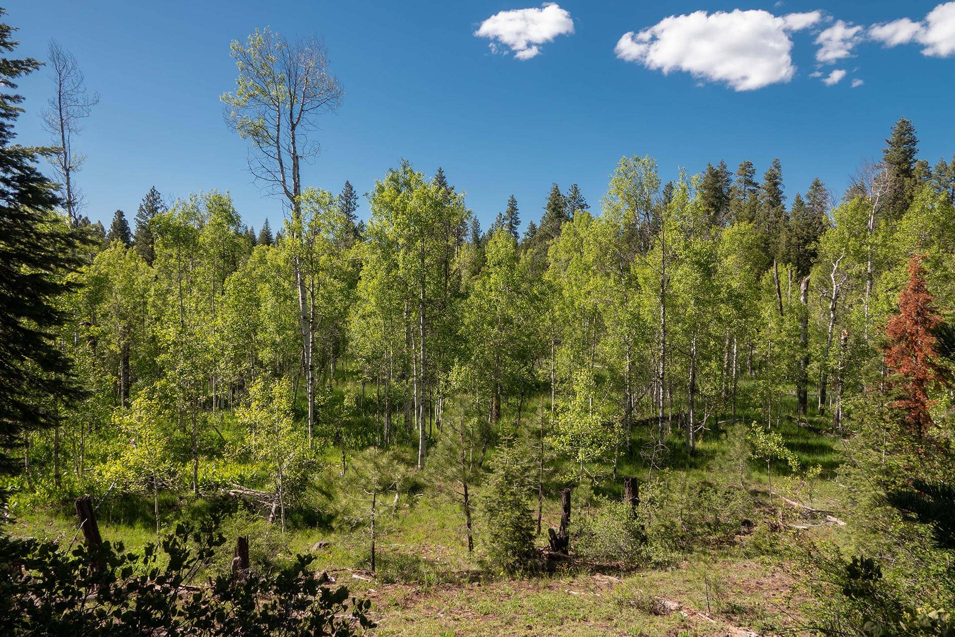 Sunlit forest of young aspen trees with light green leaves beneath a clear blue sky and a few white clouds.