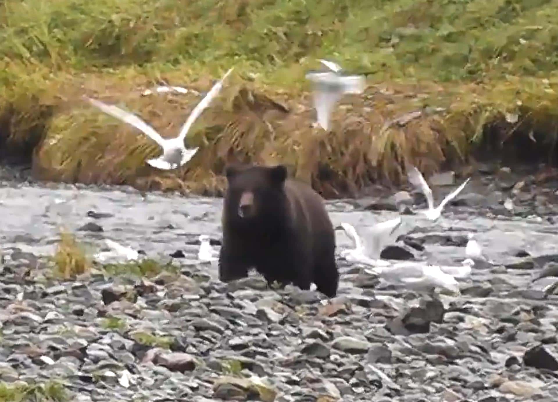 bear on beach alaska hasselborg homestead