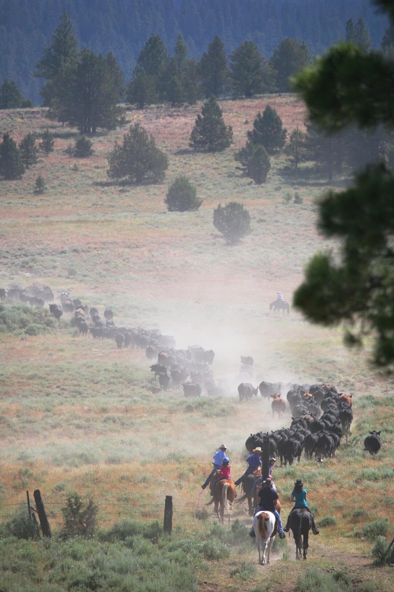 cattle drive on ranch oregon aspen ridge ranch