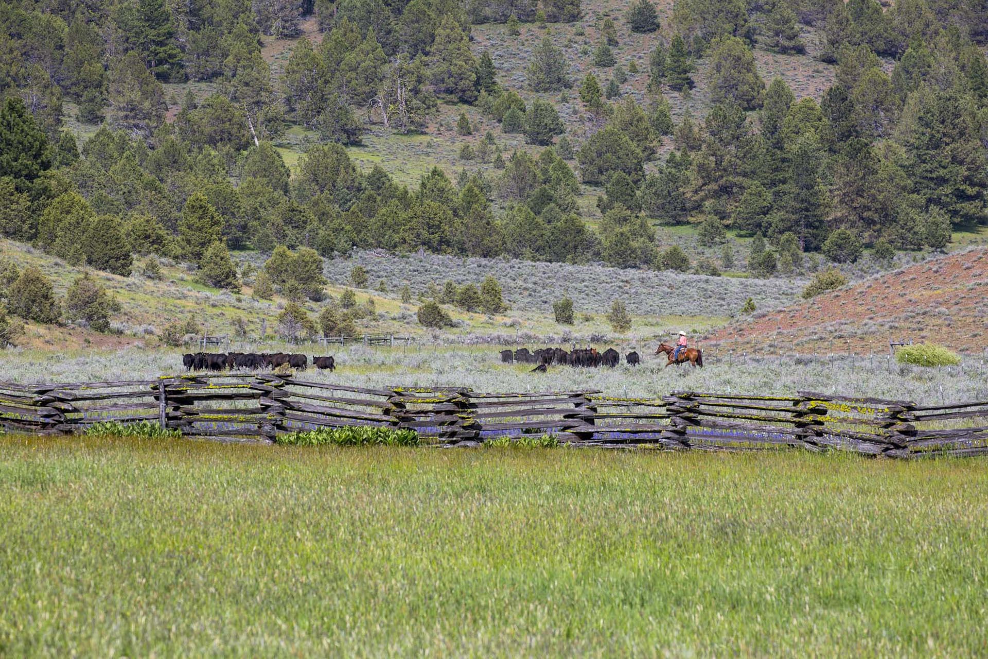 cattle drive pasture oregon aspen ridge ranch