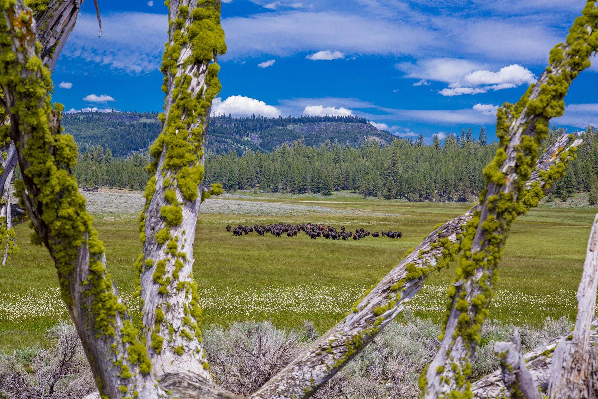cattle herd in mountain meadow oregon aspen ridge ranch (2)