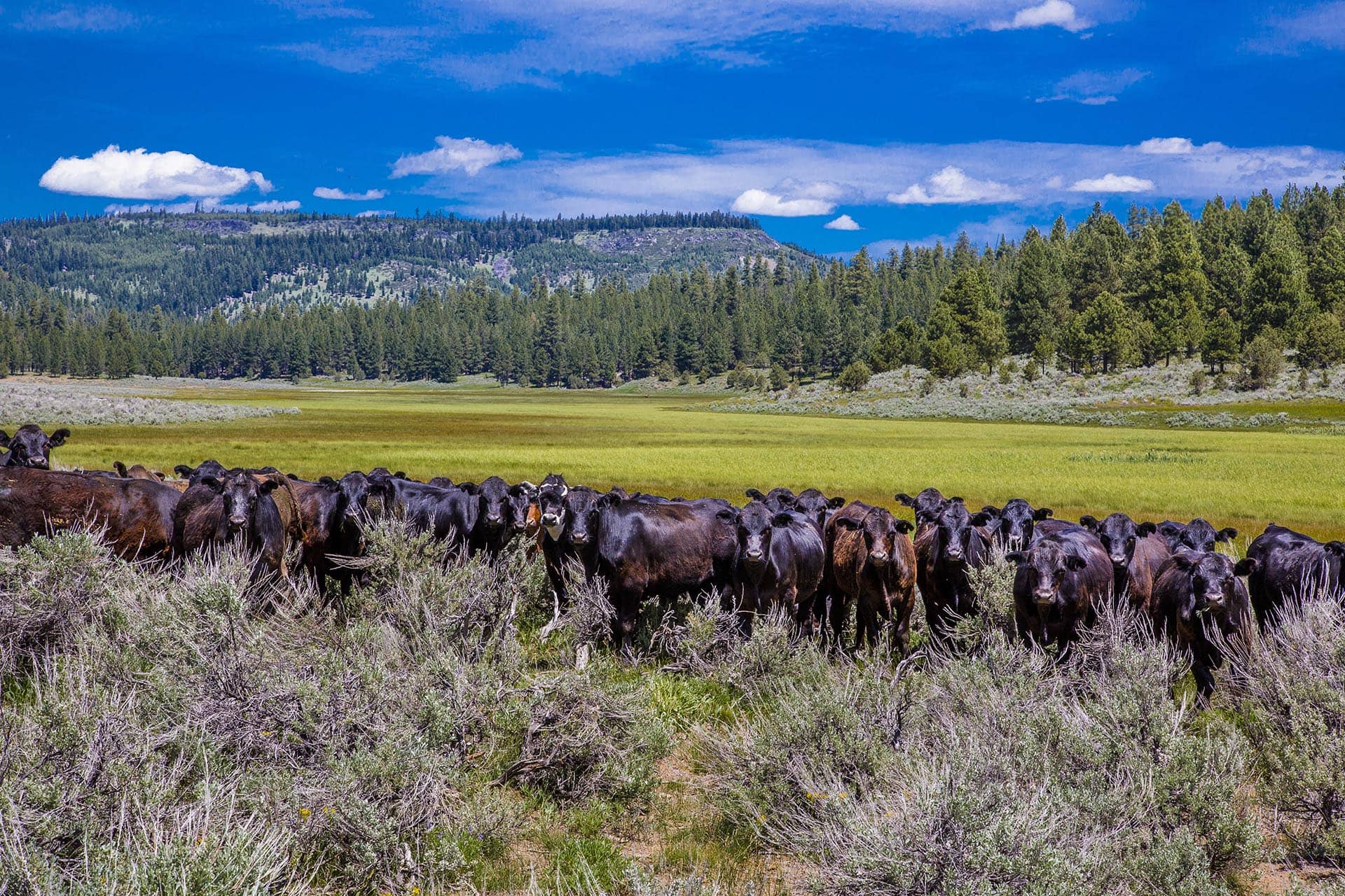 cattle herd in mountain meadow oregon aspen ridge ranch
