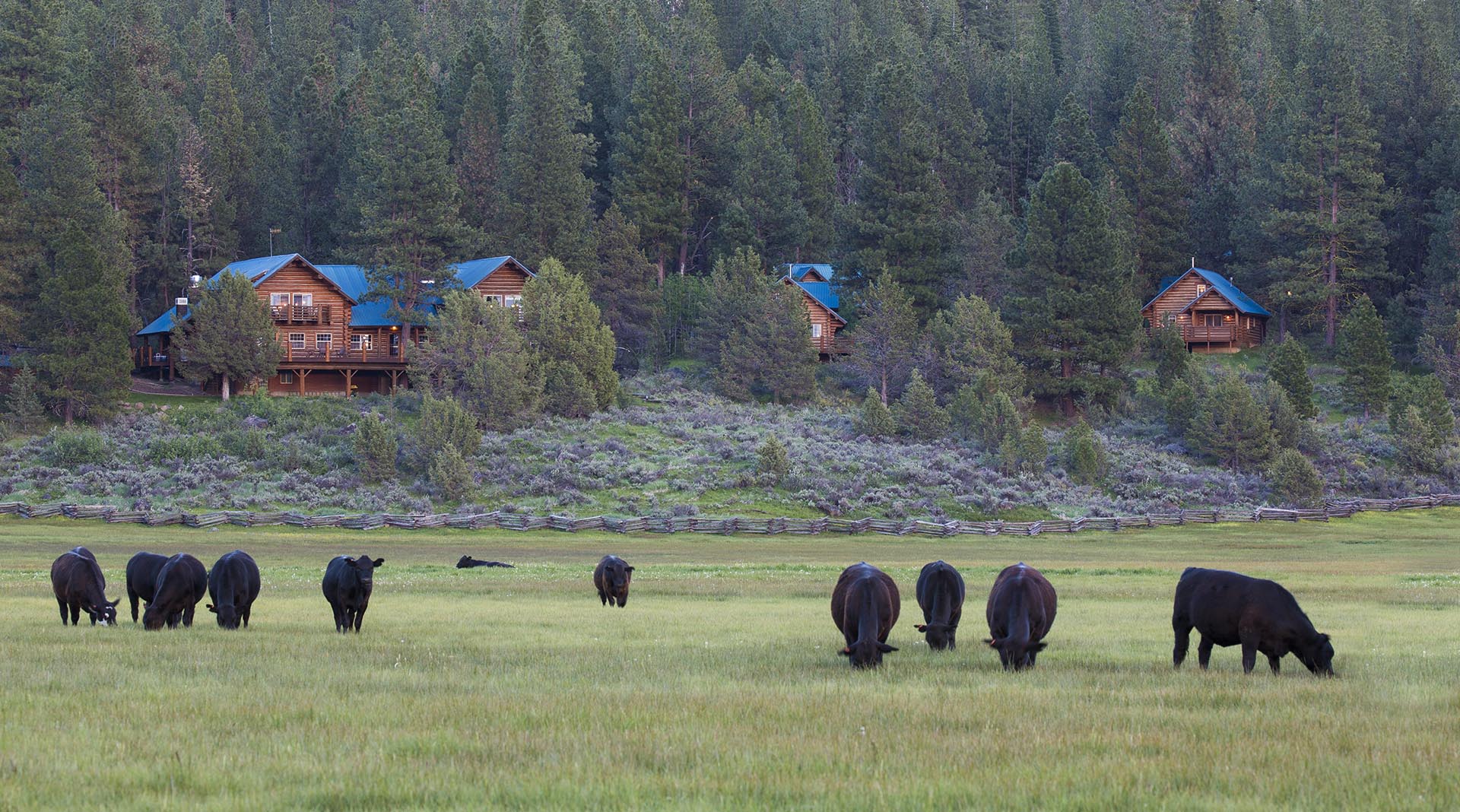 cattle herd pasture oregon aspen ridge ranch