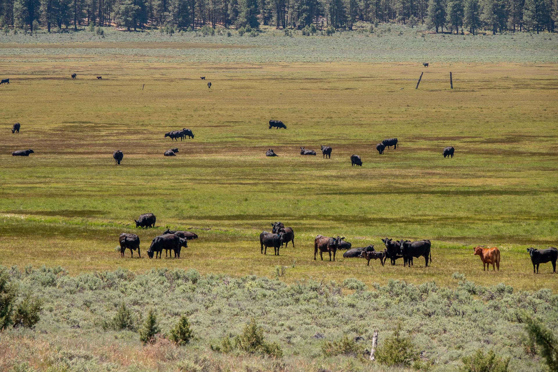 cattle on big meadow oregon aspen ridge ranch.jpg