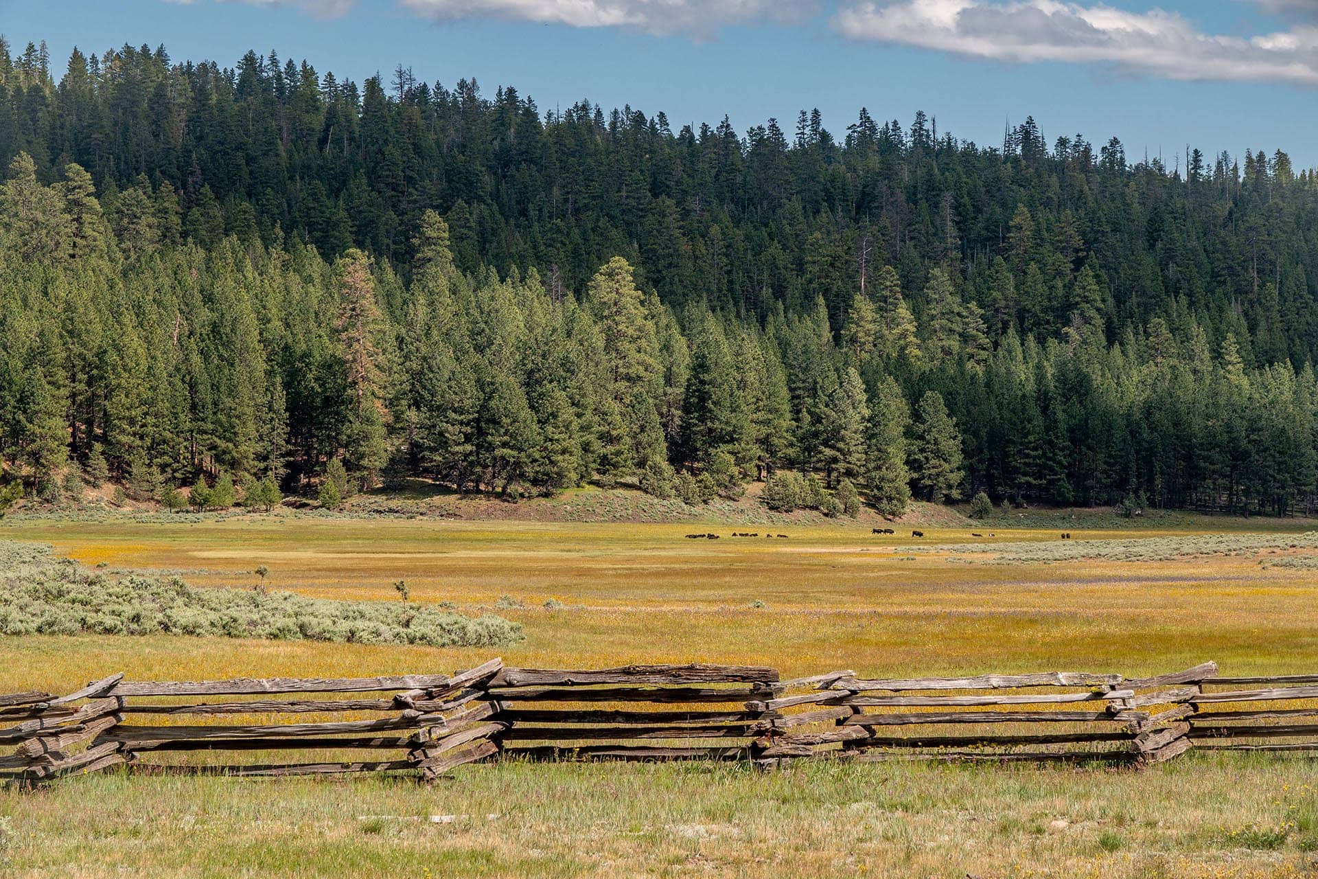 cattle timber oregon aspen ridge ranch.jpg