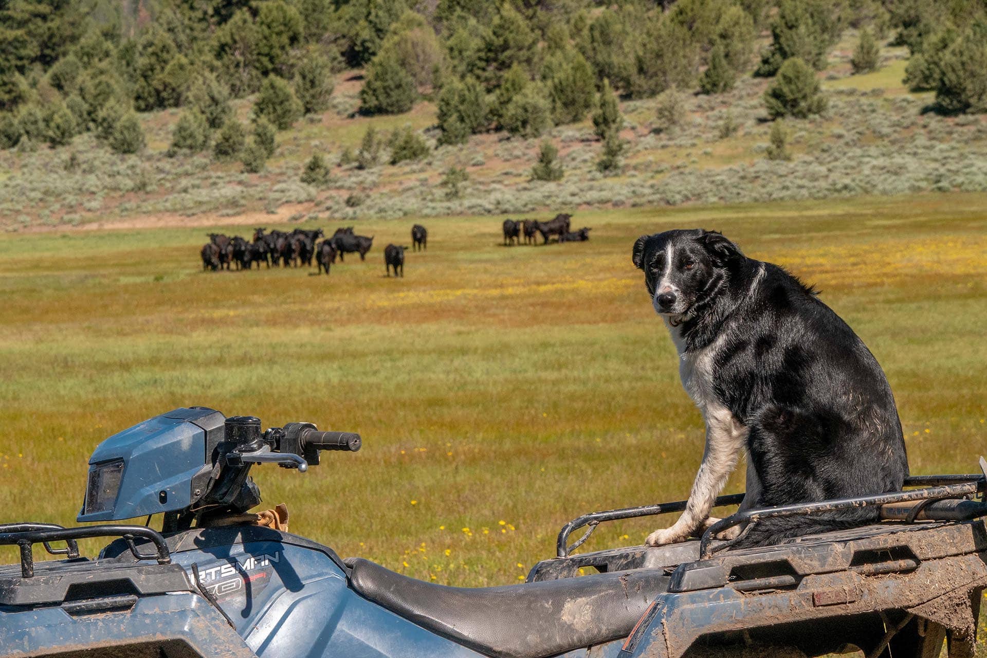 cow dog oregon aspen ridge ranch.jpg