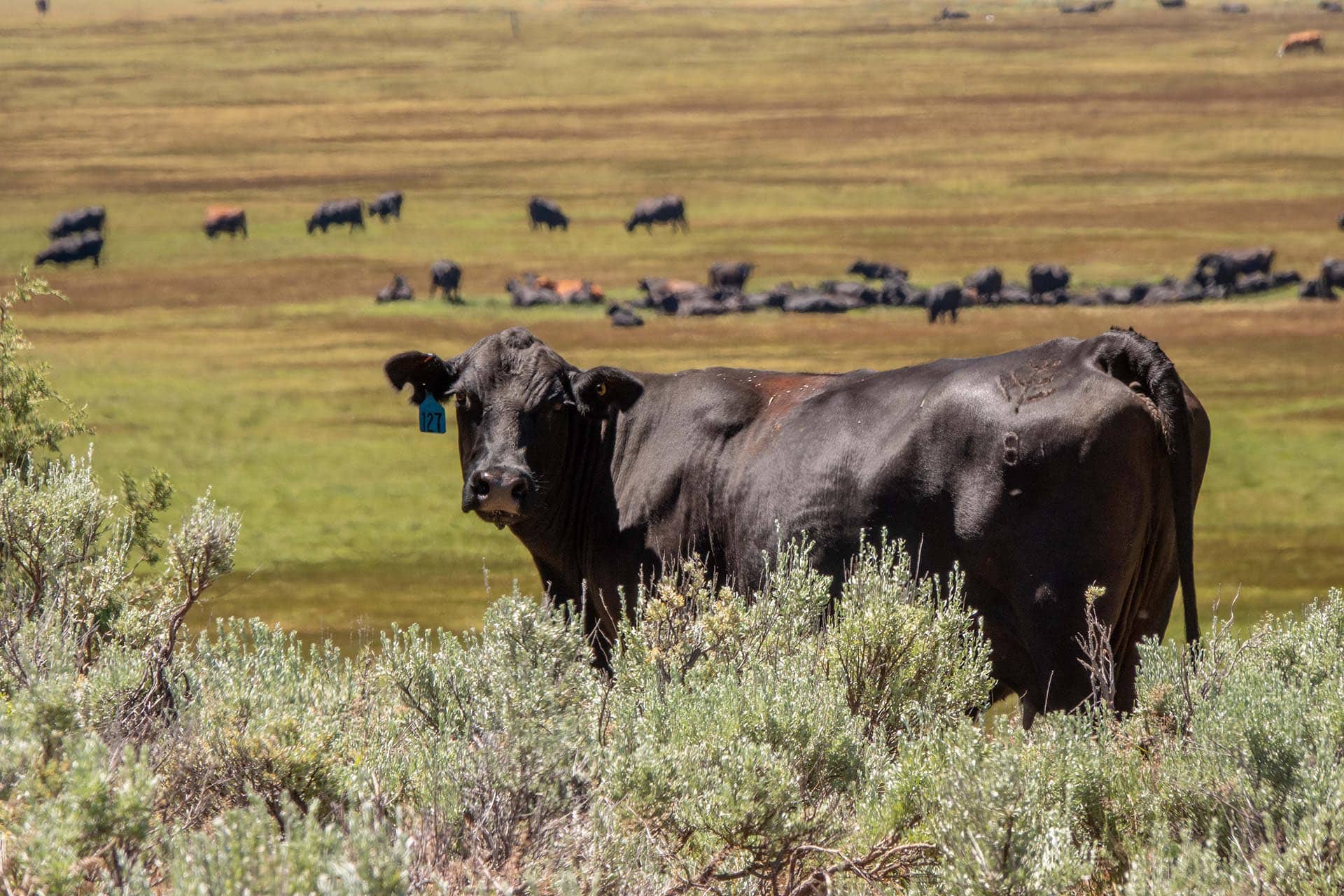 cow slick oregon aspen ridge ranch.jpg