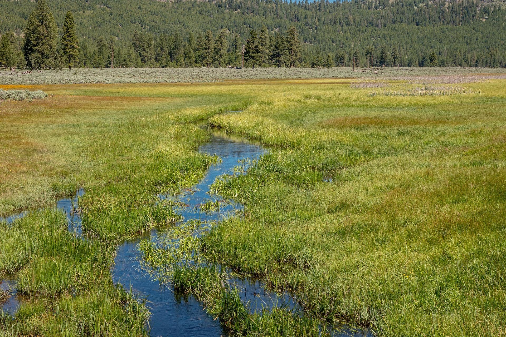 creek meadow oregon aspen ridge ranch.jpg