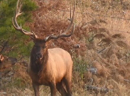 elk hunting montana elk ridge mountain ranch 2