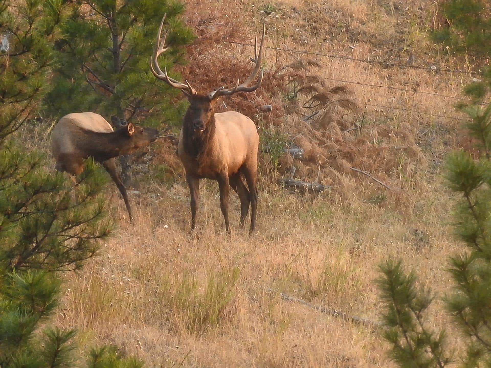 Bull elk with large antlers standing in a dry field, another elk nearby among grasses and pines.