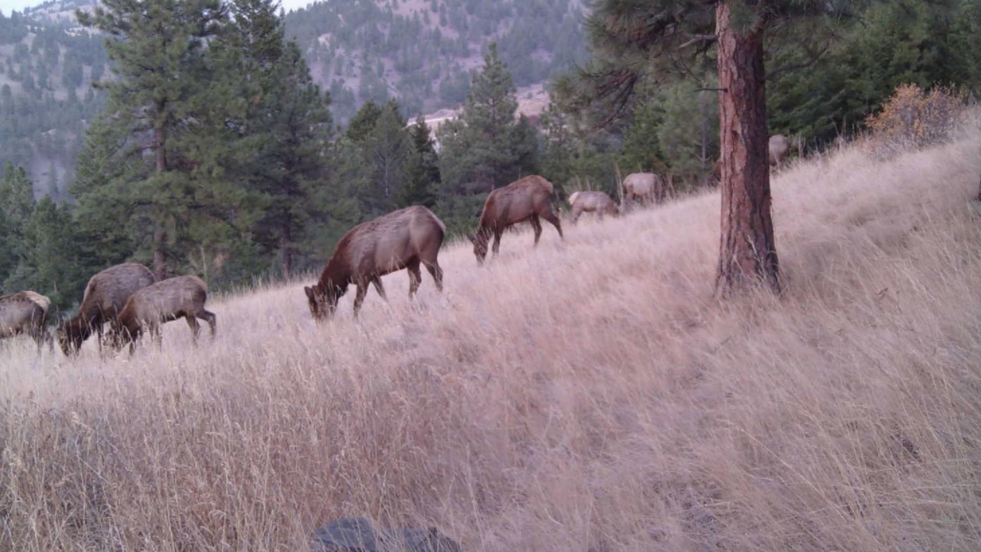 elk montana elk ridge mountain ranch