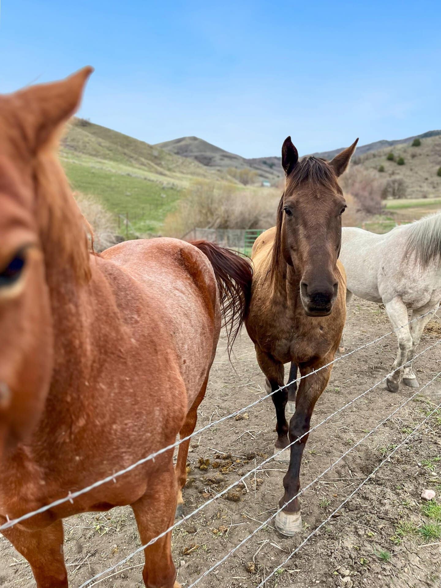 Brown horse standing by a barbed-wire fence in a pasture, facing the camera with rolling hills and blue sky in the background.