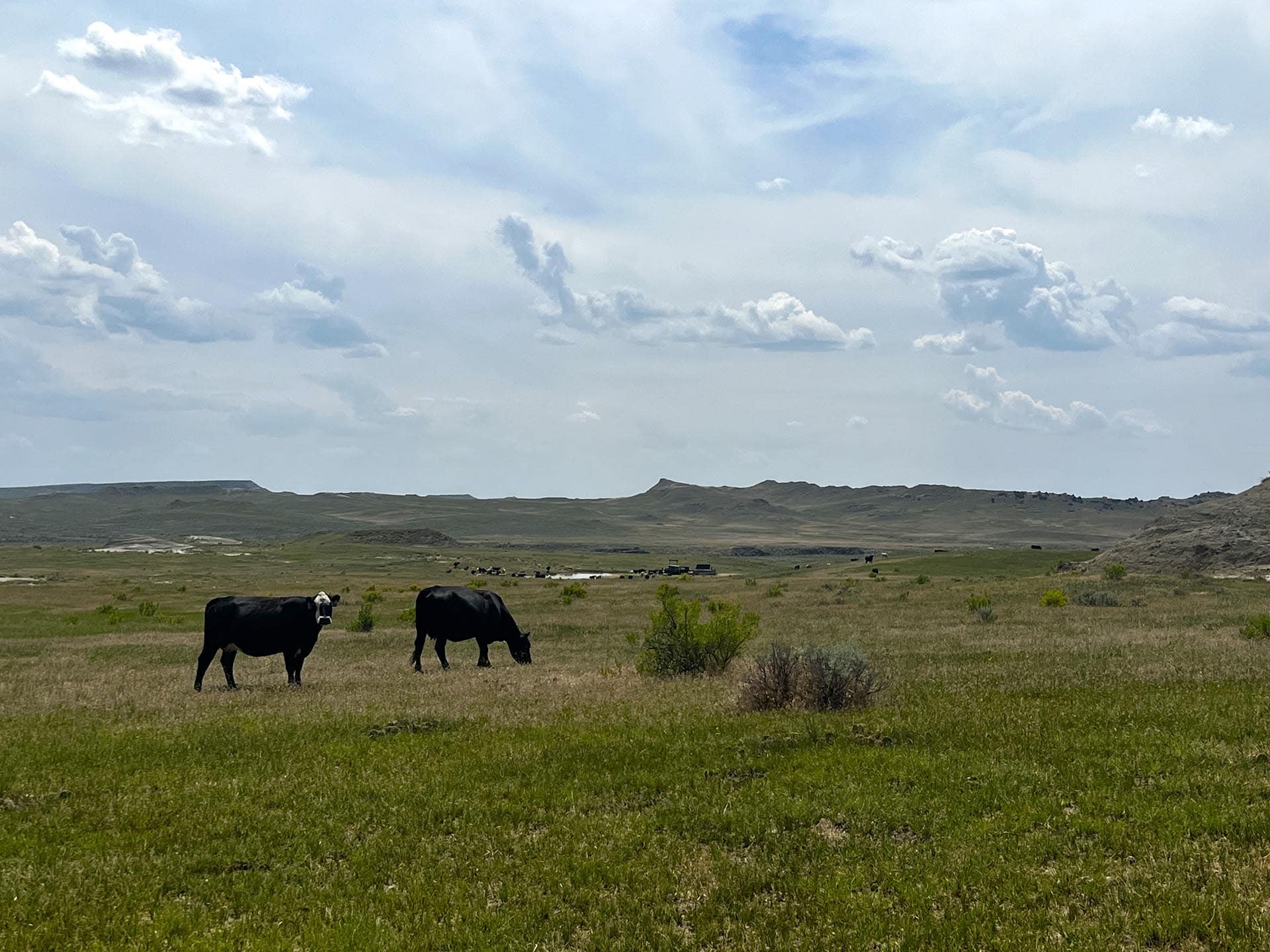 Two black cows grazing in a wide grassland under a cloudy blue sky and distant hills.