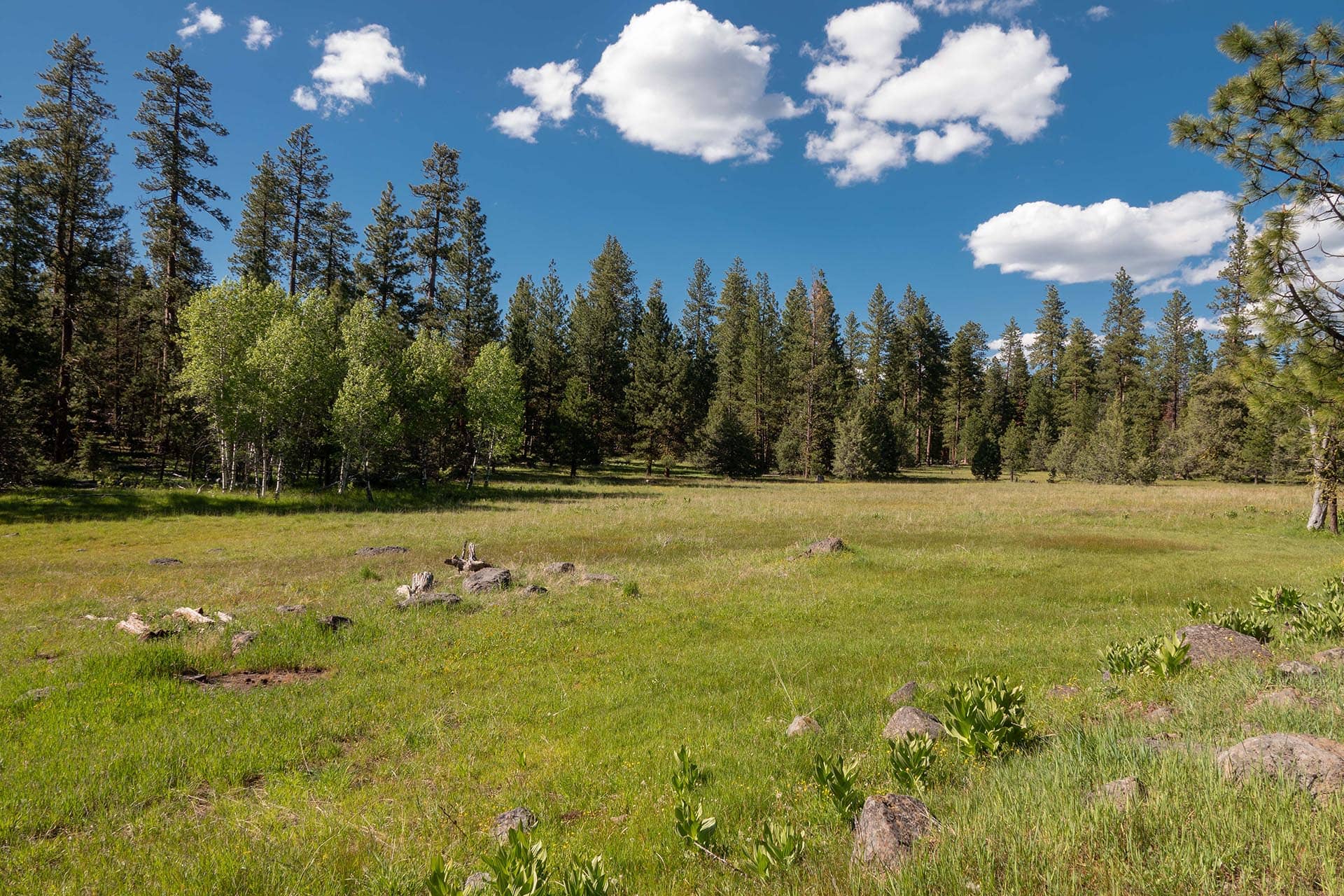 forest permit grass oregon aspen ridge ranch.jpg