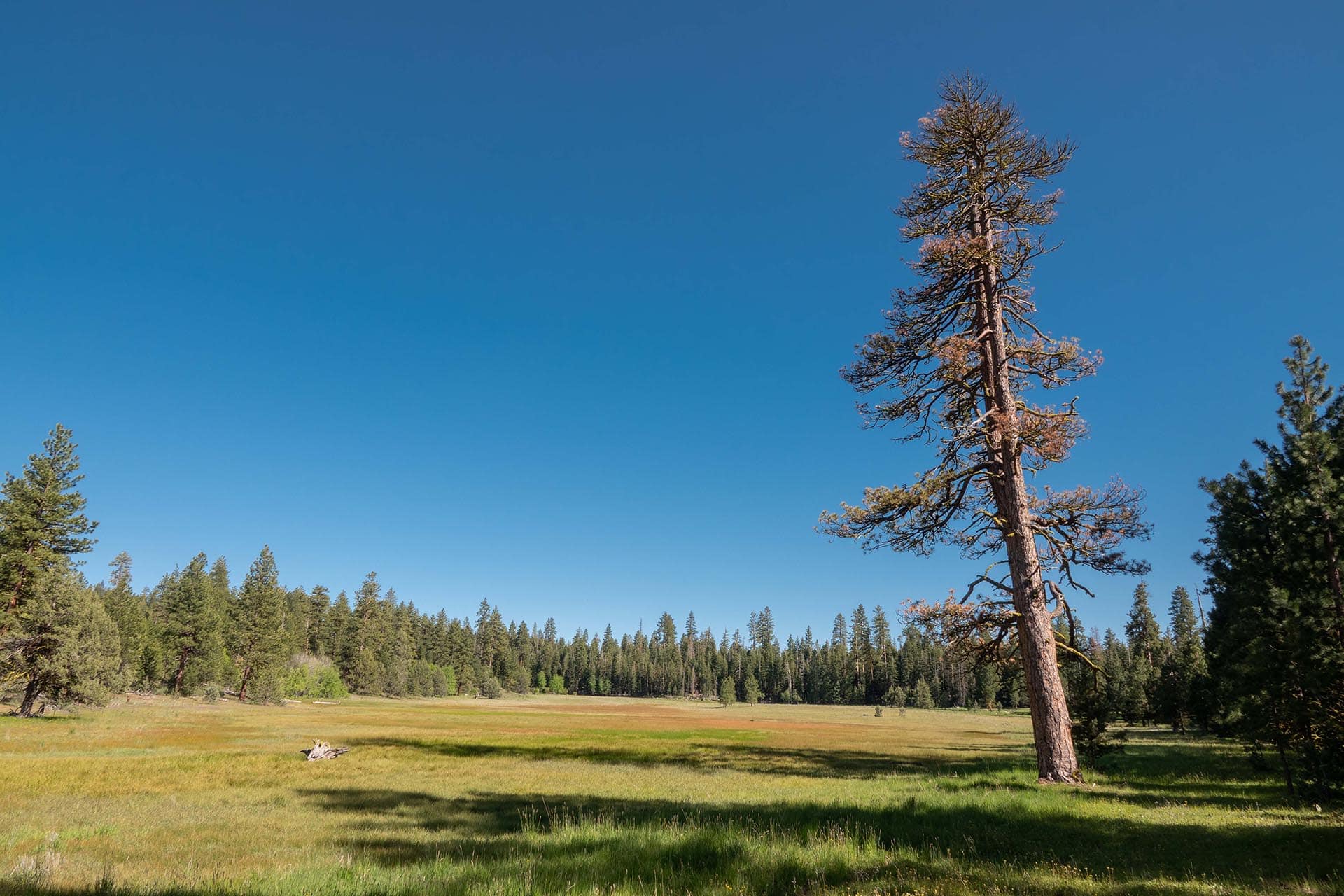 forest permit meadow oregon aspen ridge ranch.jpg