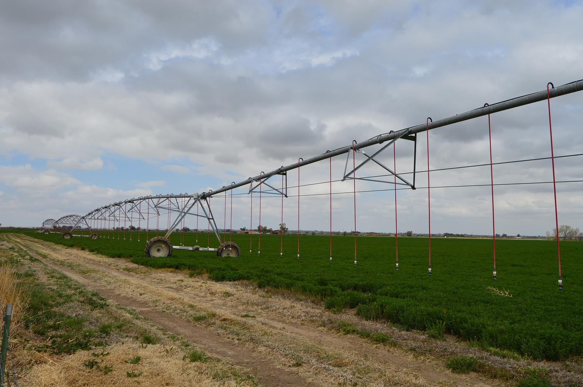 head feedlot Colorado South Swink Farm Grow Yard