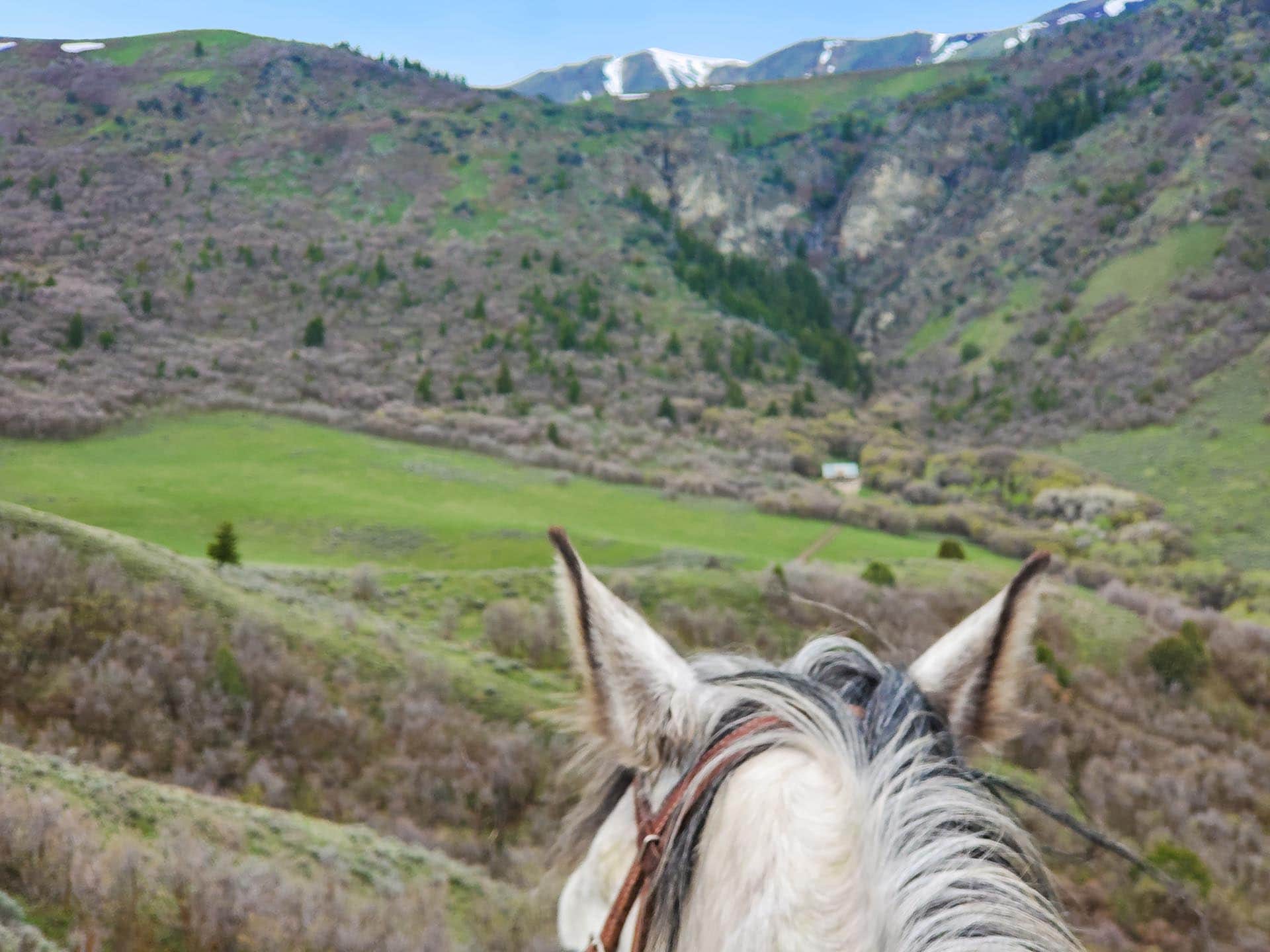 Horse’s head and mane in the foreground, rider moving through a green valley with hills and distant snow-capped mountains.