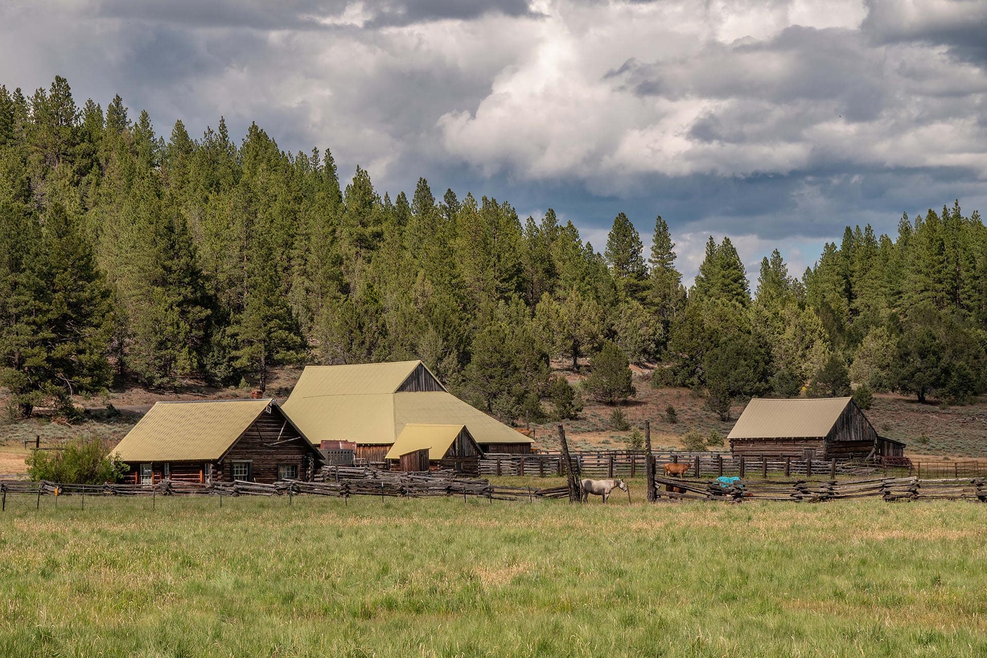 horses homestead oregon aspen ridge ranch.jpg