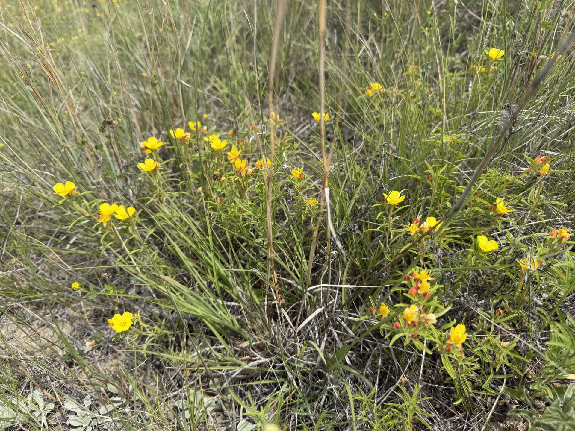 Field of tall green grasses with scattered small yellow wildflowers growing in a dry, grassy area.