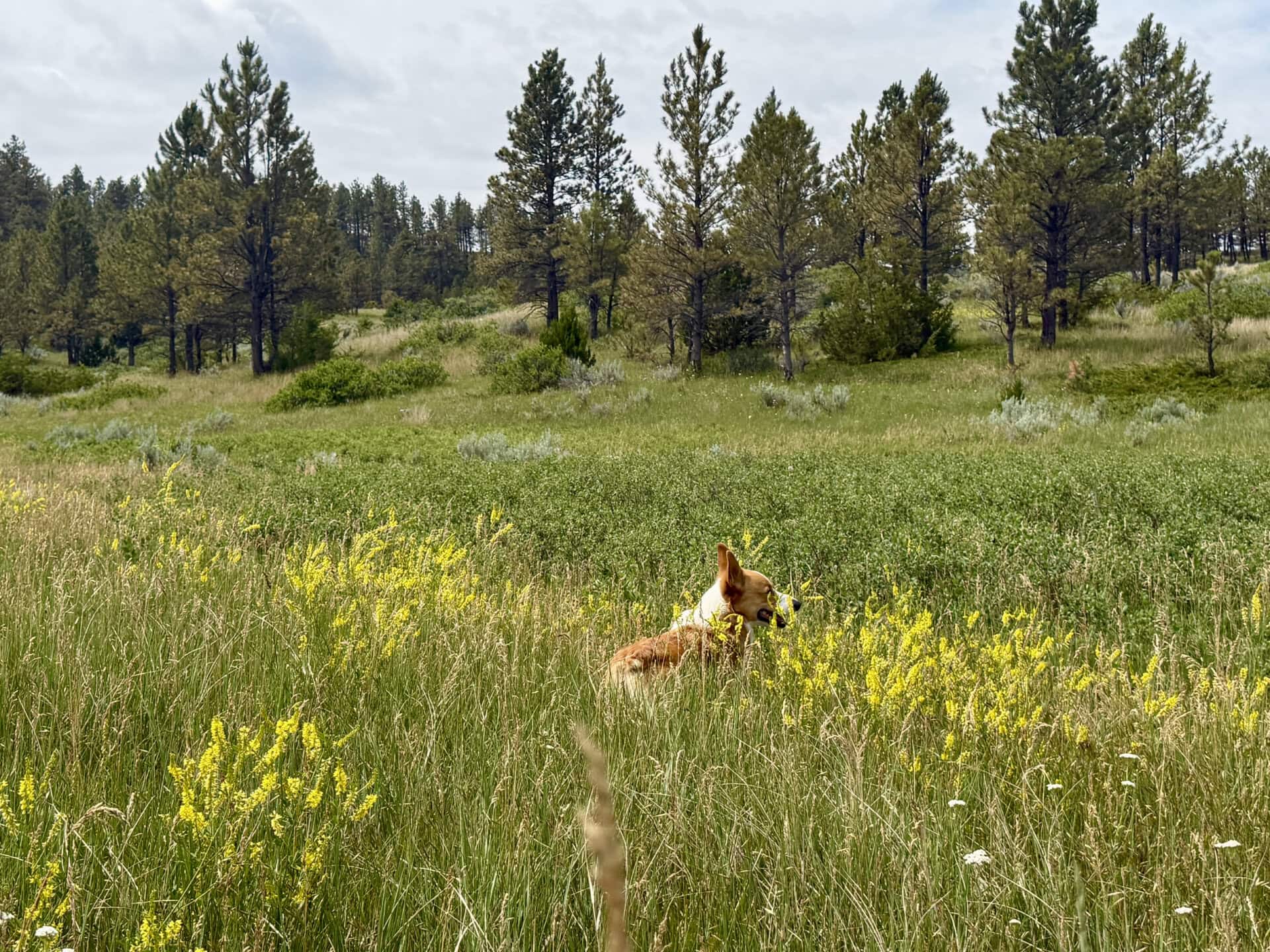 Brown and white dog running through a sunny meadow with tall grass and yellow wildflowers, with pine trees in the distance under a cloudy sky.